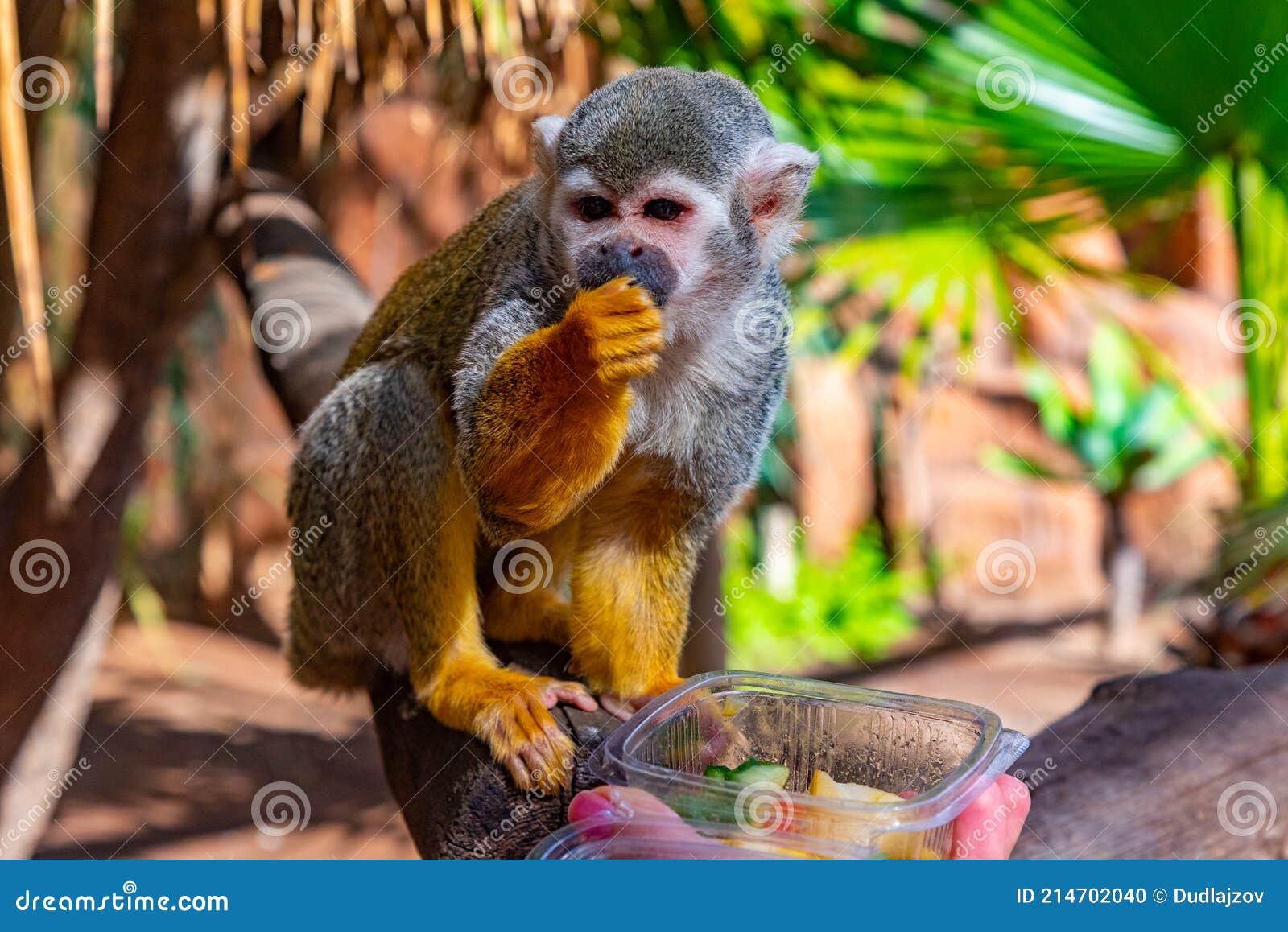 common squirrel monkey being fed in monkey park at tenerife, canary islands, spain