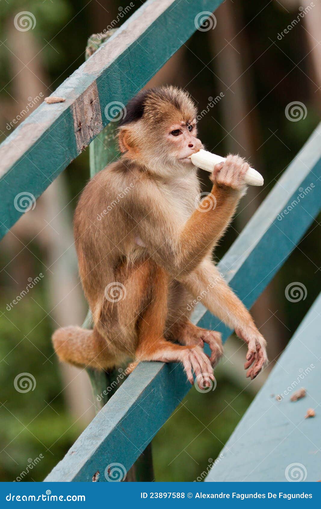 common squirrel monkey manaus brazil