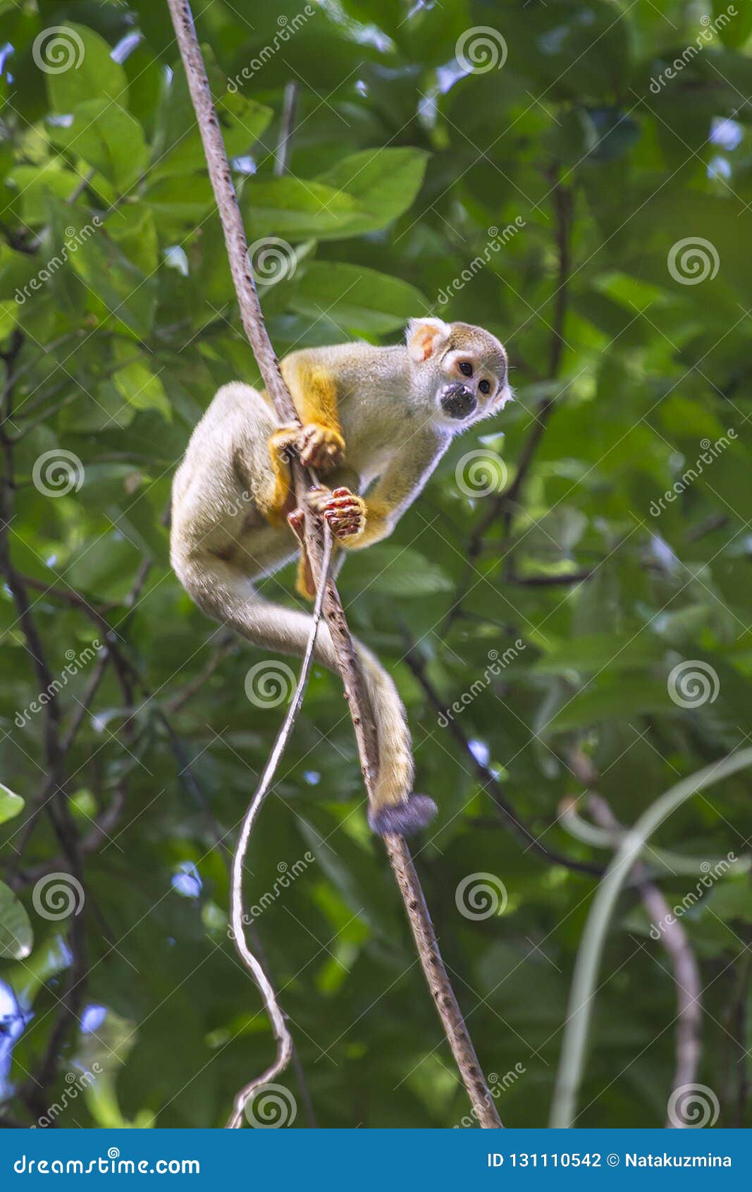 common squirrel monkey, saimiri sciureus