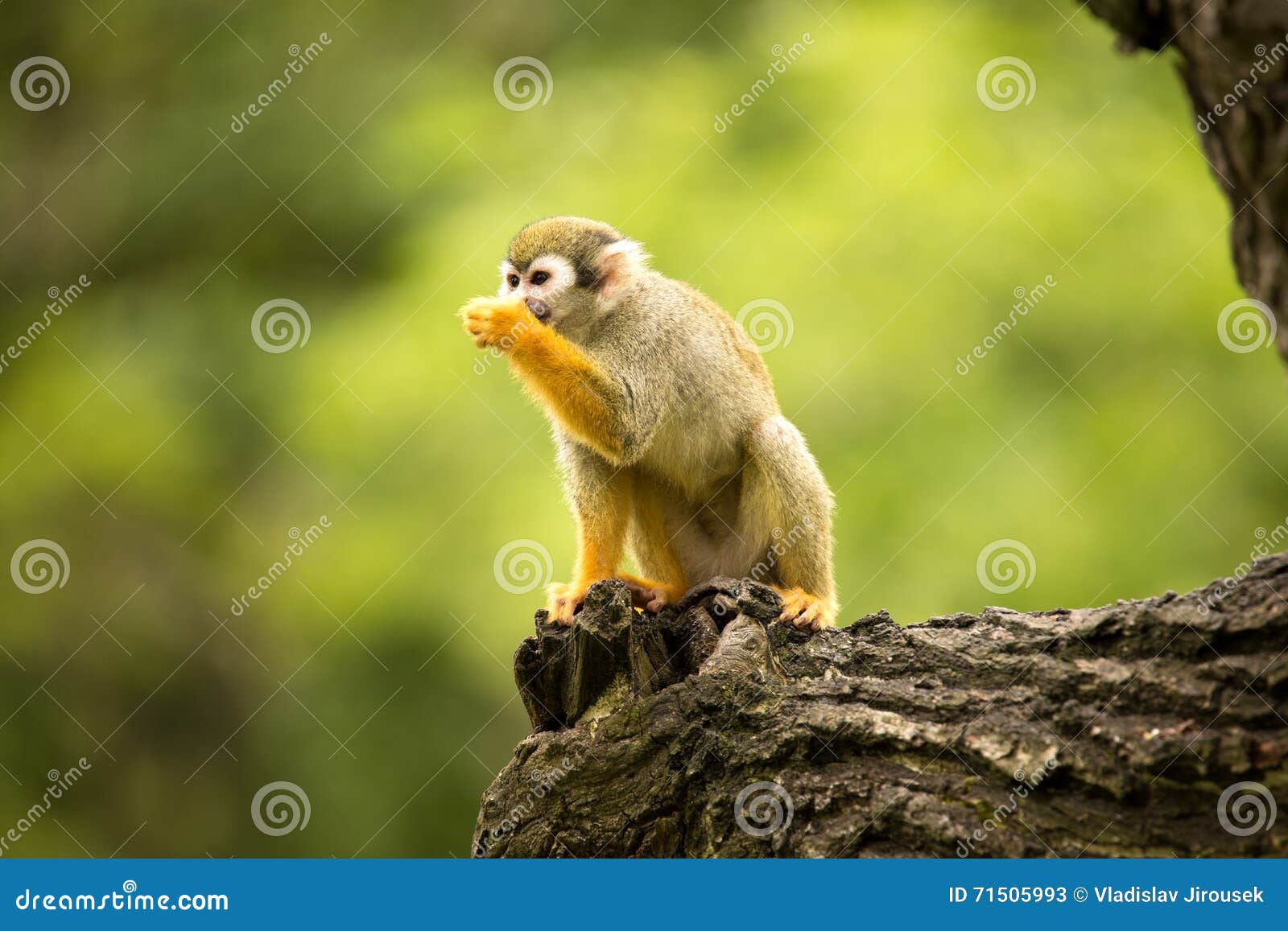 common squirrel monkey, saimiri sciureus is very moving primate