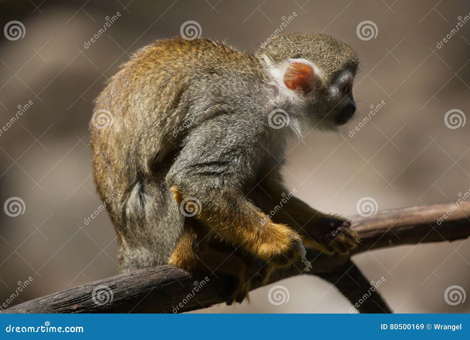 common squirrel monkey saimiri sciureus.
