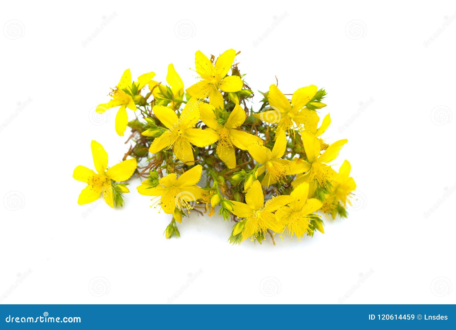 st john`s wort, yellow blossom of tutsan bush, herbal medicinal hypericum perforatum plant,  on white background