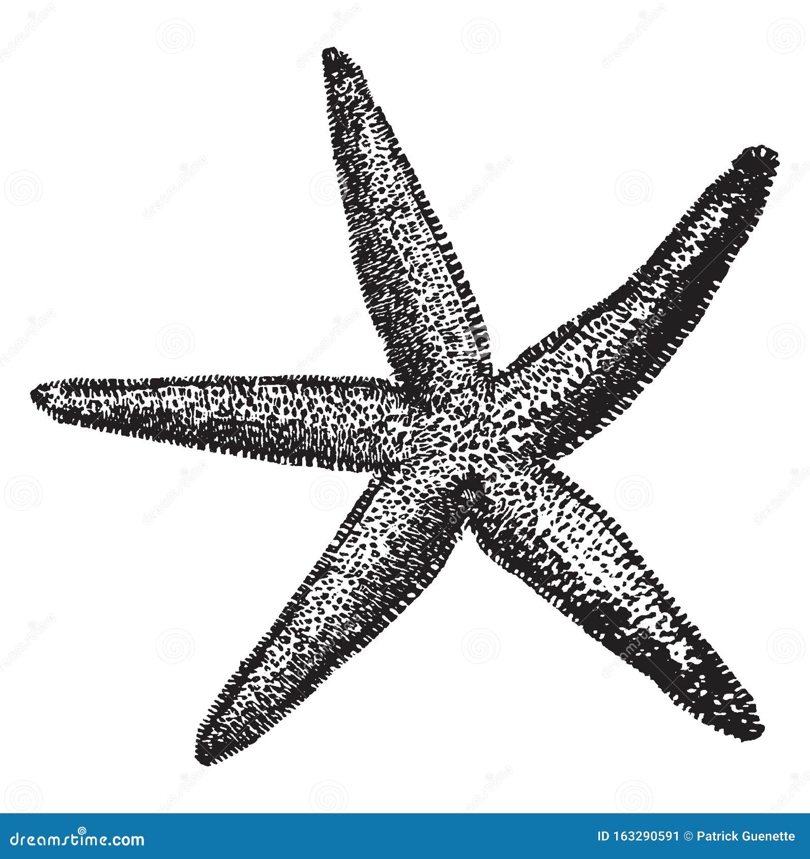 Learn How to Draw a Starfish for Kids Animals for Kids Step by Step   Drawing Tutorials