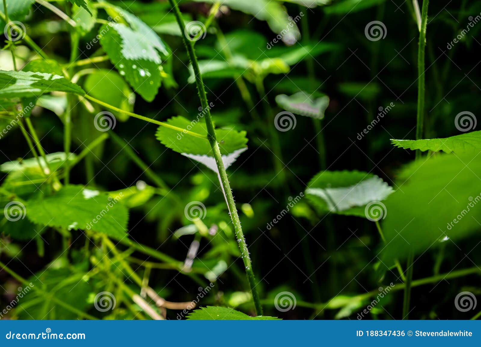 common stinging nettle plant found in shadded timber area