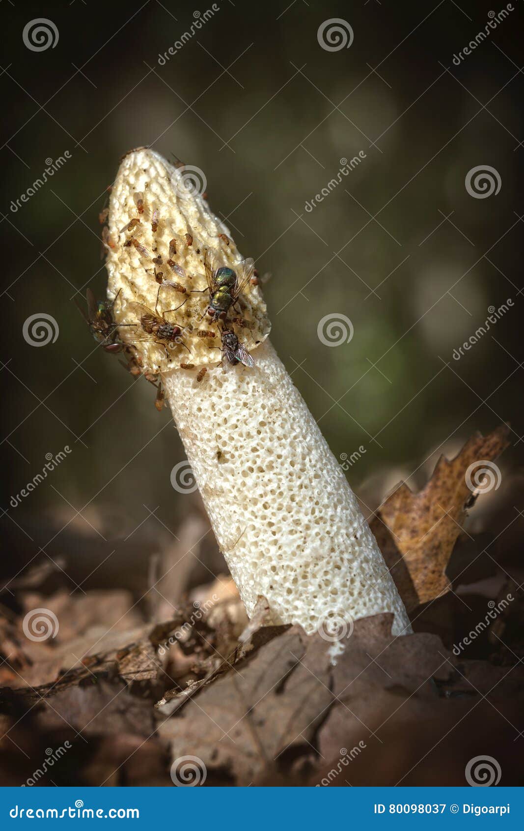 common stinkhorn ( phallus impudicus)