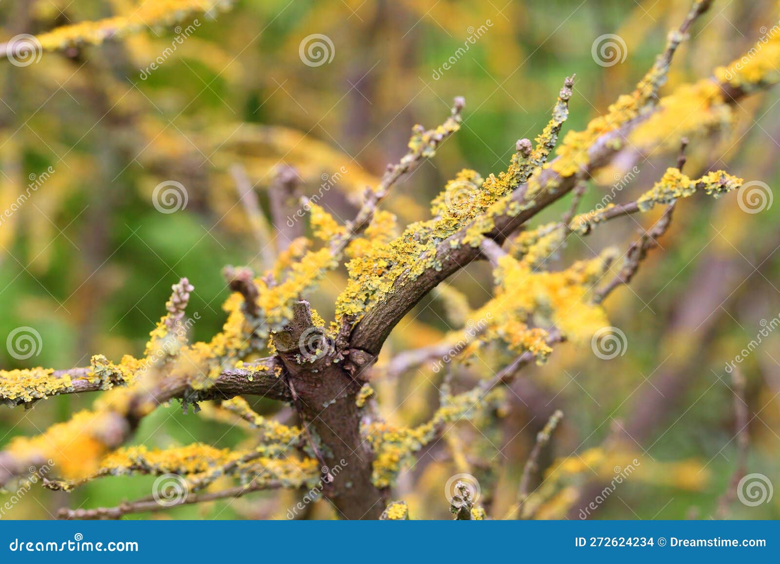 common sunburst lichen on tree bark in the forest. macro shoot in nature