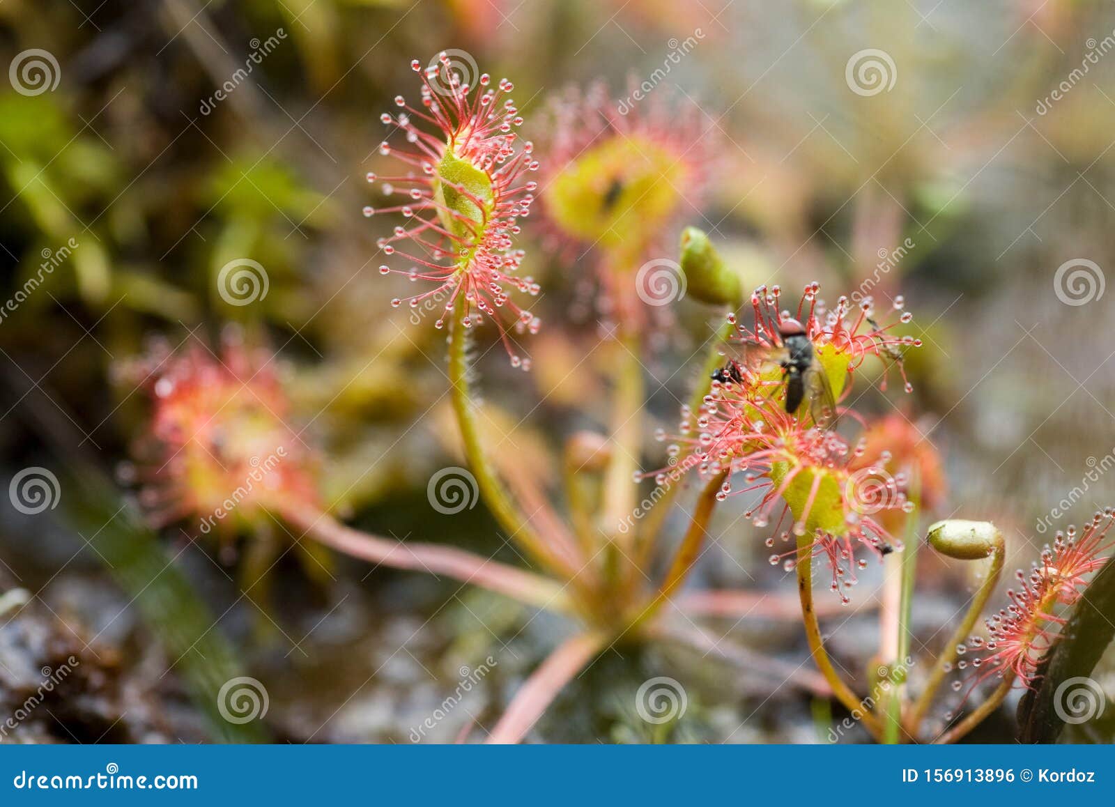 common sundew consuming insect