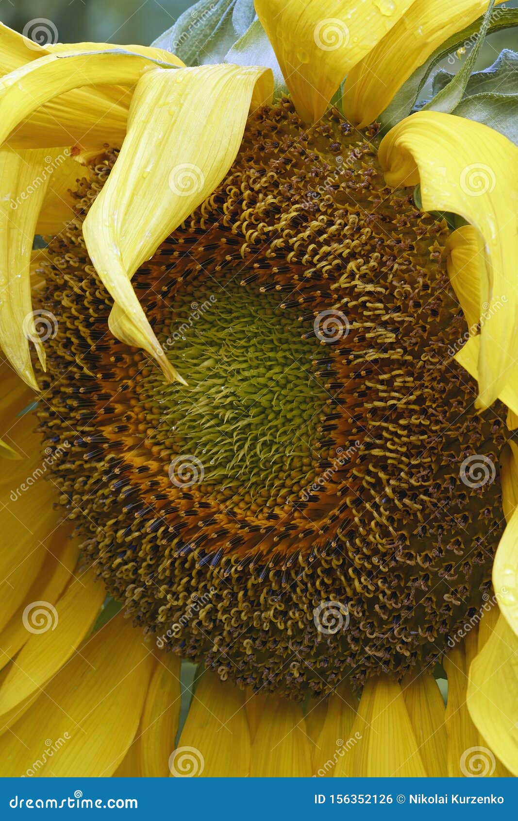 Common sunflower bloom stock photo. Image of angiospermae 156352126