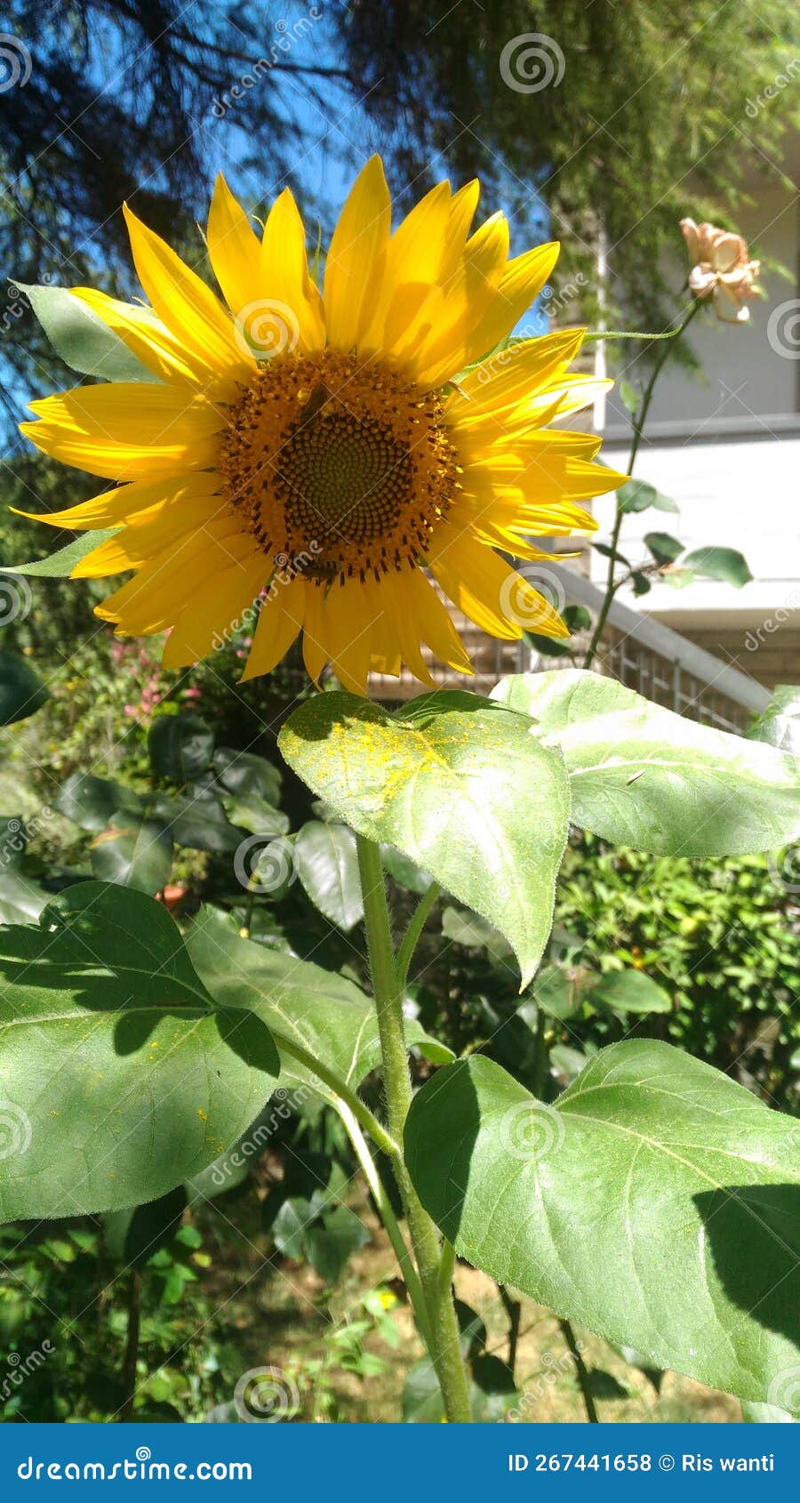 common sunflower blossom with bees, helianthus annuus. fiori di girasole comune con le api.