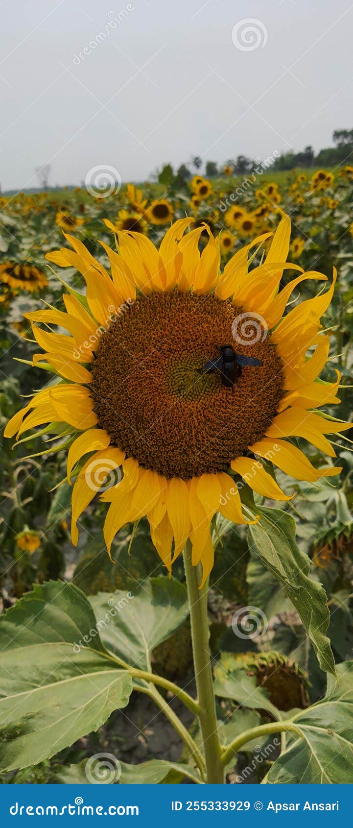 Common Sunflower in the Texas Sun Stock Image Image of petal, singel