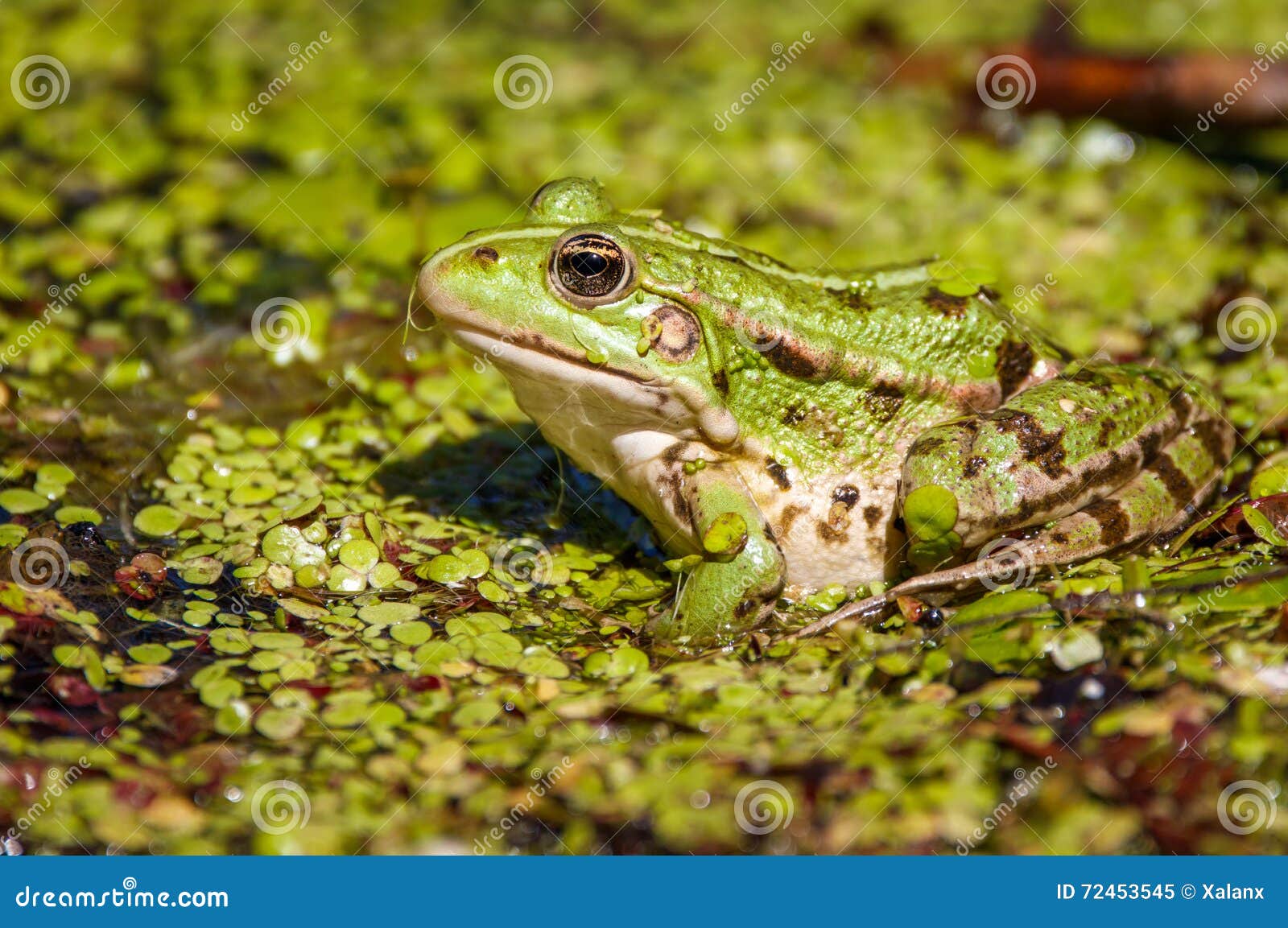 Common swamp frog stock image. Image of aquatic, amphibious 72453545