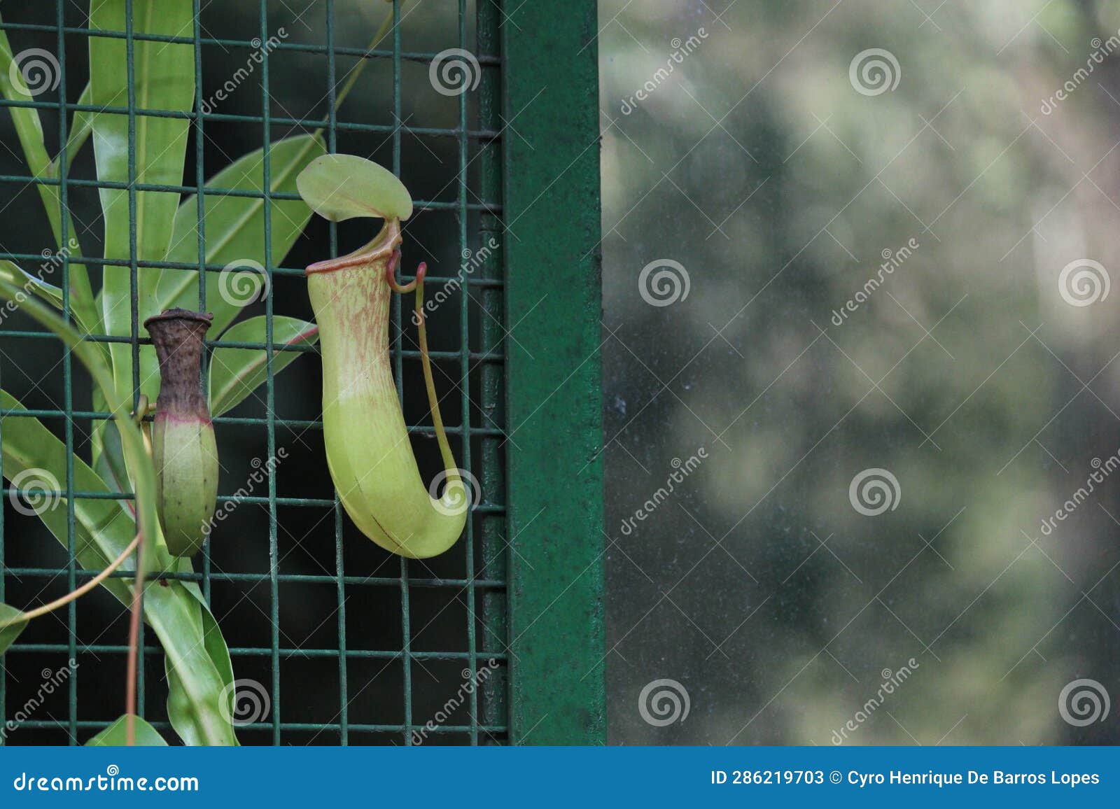 common swamp pitcher-plant plant details,nepenthes mirabilis, asian species, introduced species