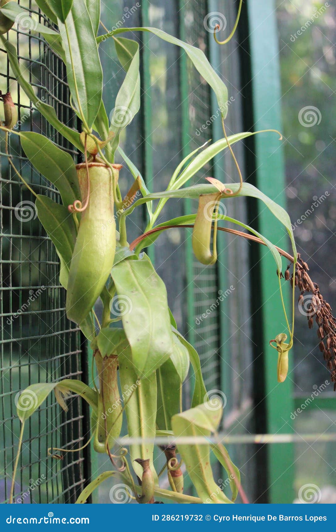 common swamp pitcher-plant plant details,nepenthes mirabilis, asian species, introduced species