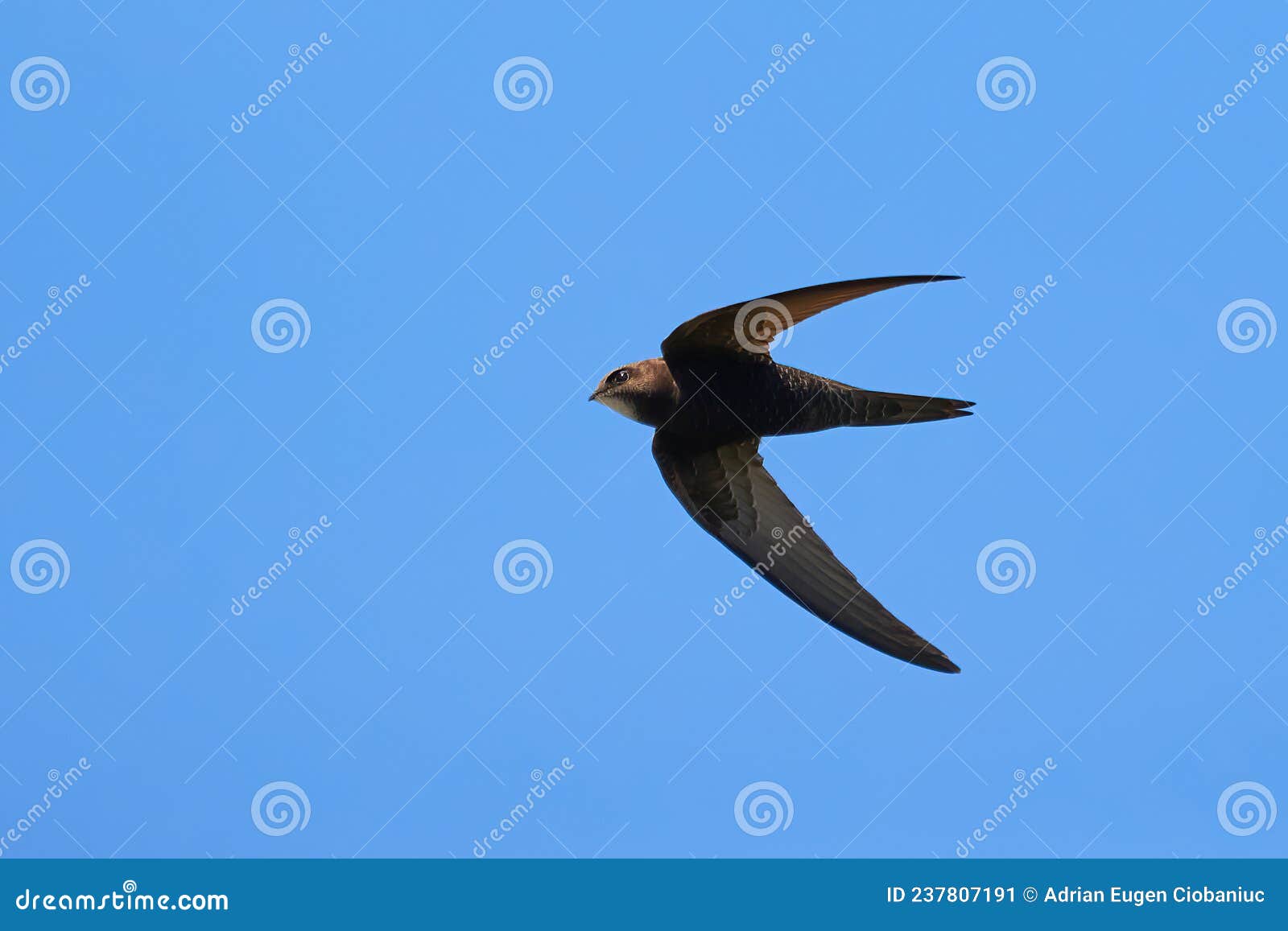 Common Swift Bird in Flight Stock Image Image of ornithology