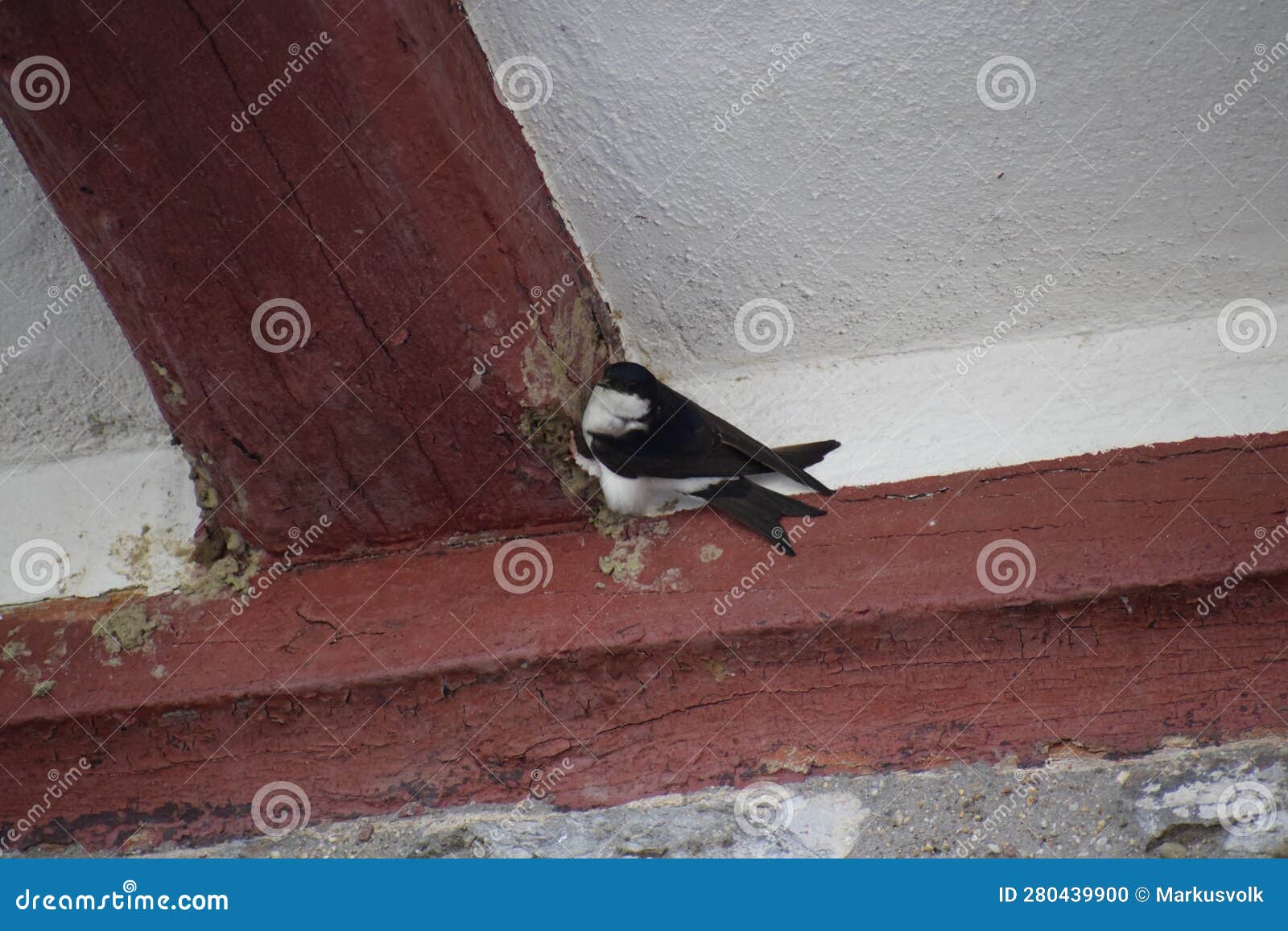 common swift starting a nest at a half-timbered house