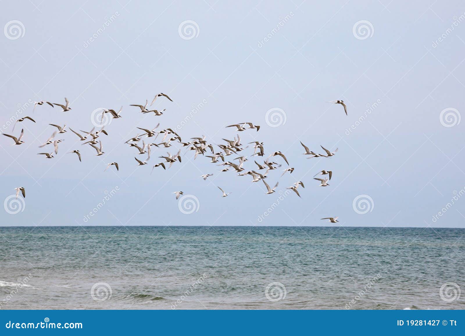 Flock of Common Tern flying over the sea