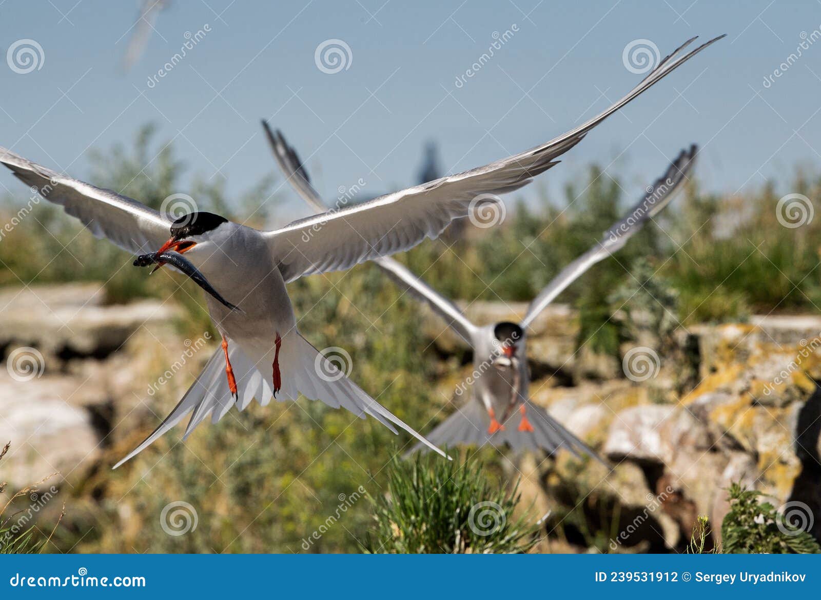 common tern in flight holds a fish in its beak. front view. scientific name: sterna hirundo. ladoga lake. russia