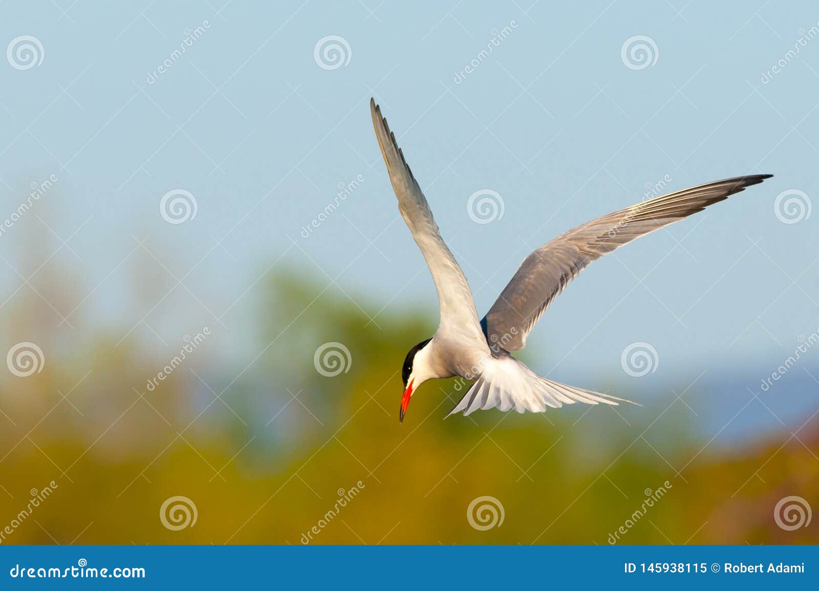 common tern in flight, ready to hunt