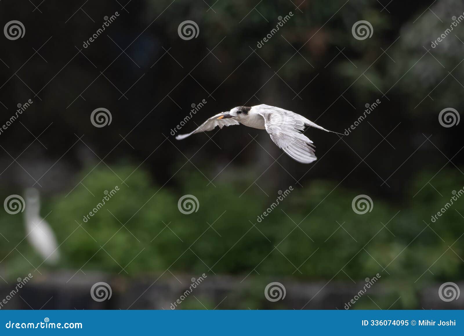 common tern or sterna hirundo, a seabird at sasoon in mumbai maharashtra, india