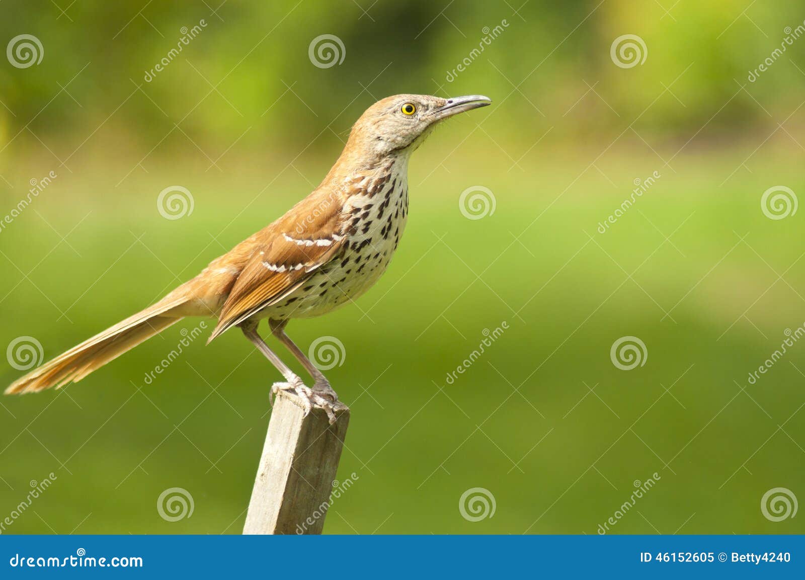 Common Thrush Bird Sits On A Fence Post. Royalty-Free Stock Photography