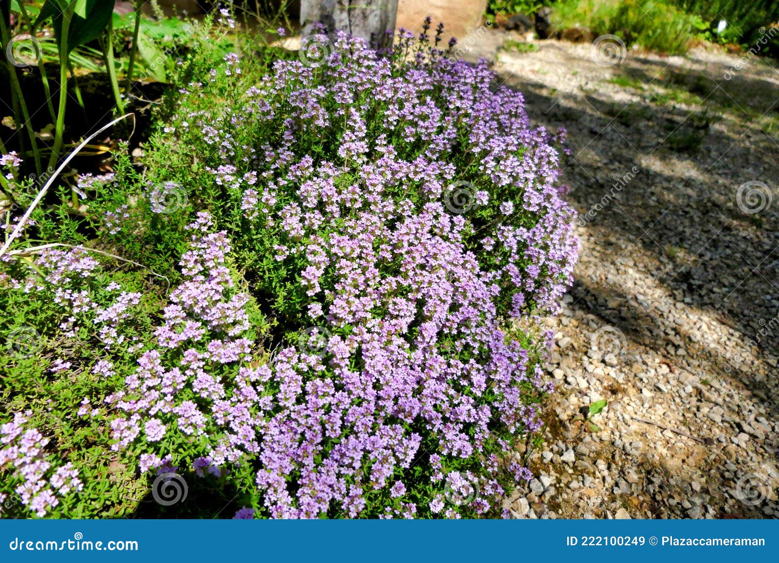 Common Thyme stock image. Image of blossom, garden, herb 222100249