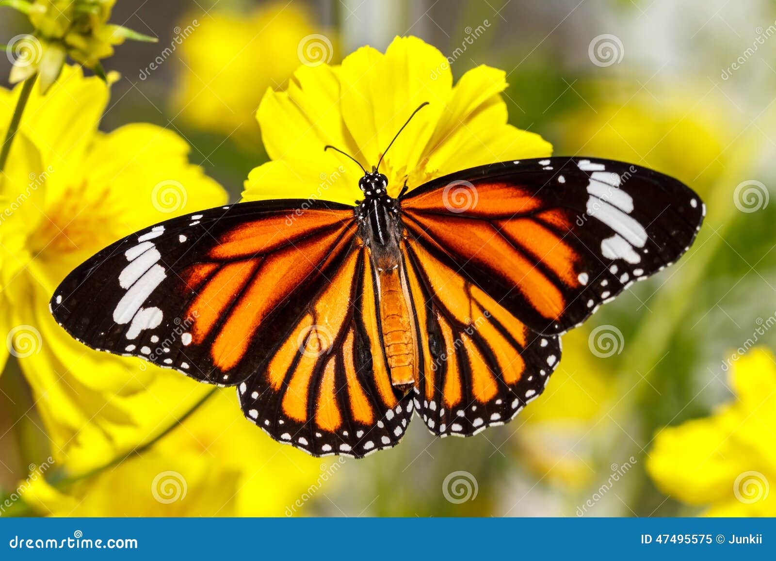 common tiger butterfly (danaus genutia)