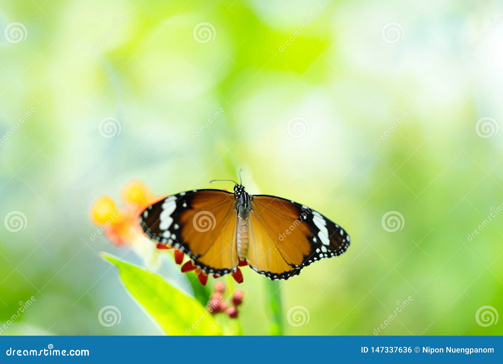 Common tiger butterfly on flower. Closeup view of butterfly on flower on greenery background. Common tiger butterfly