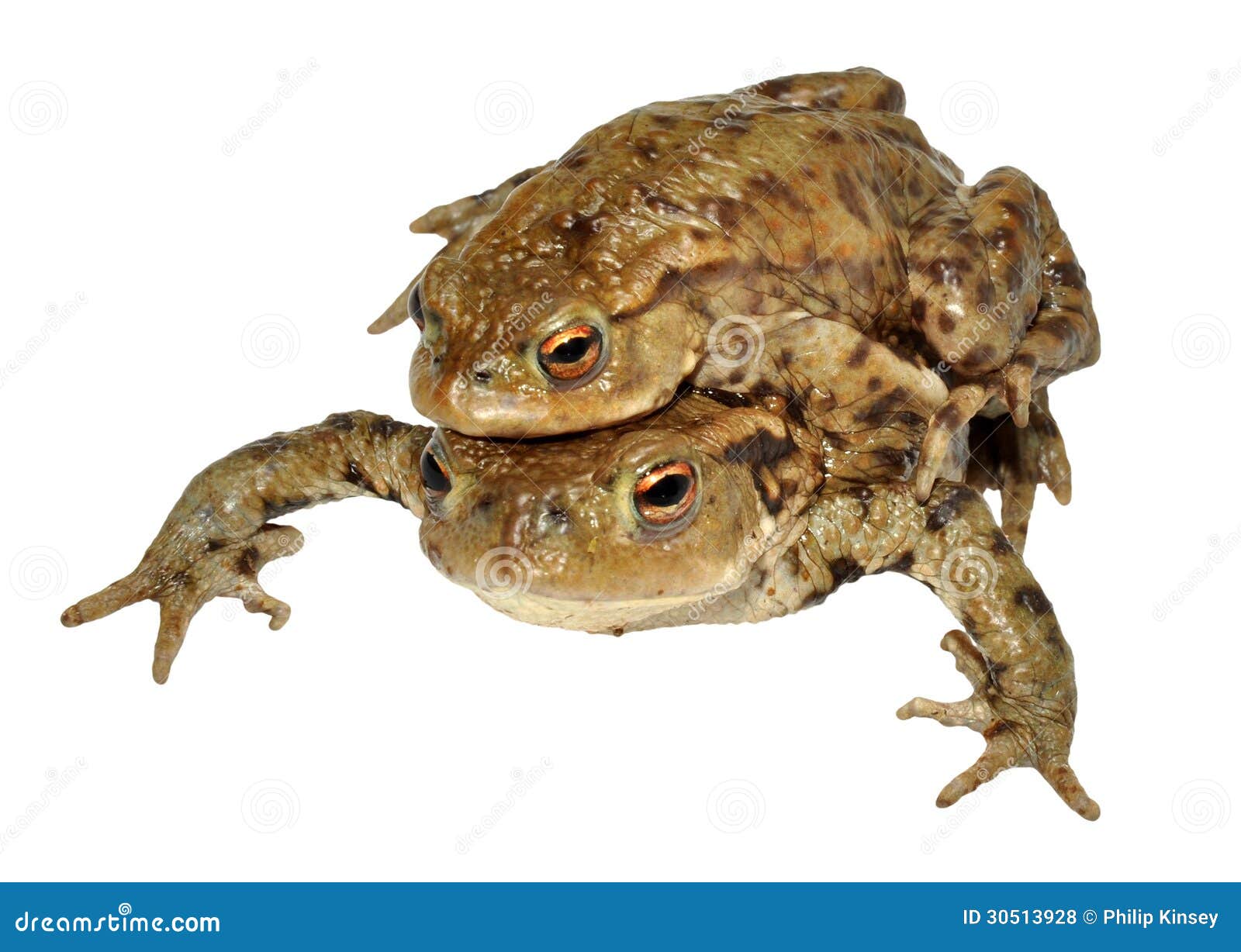 Common Toads RoyaltyFree Stock Image 30513928