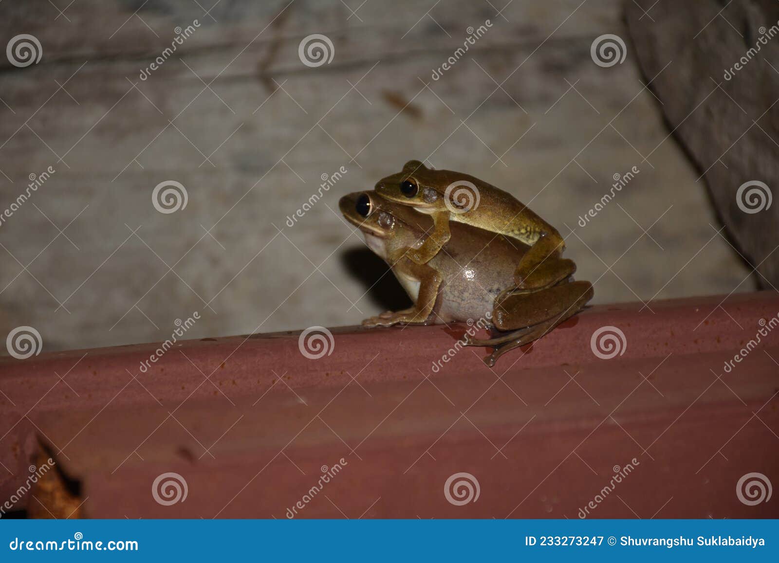 Common tree frog mating . stock image. Image of food 233273247