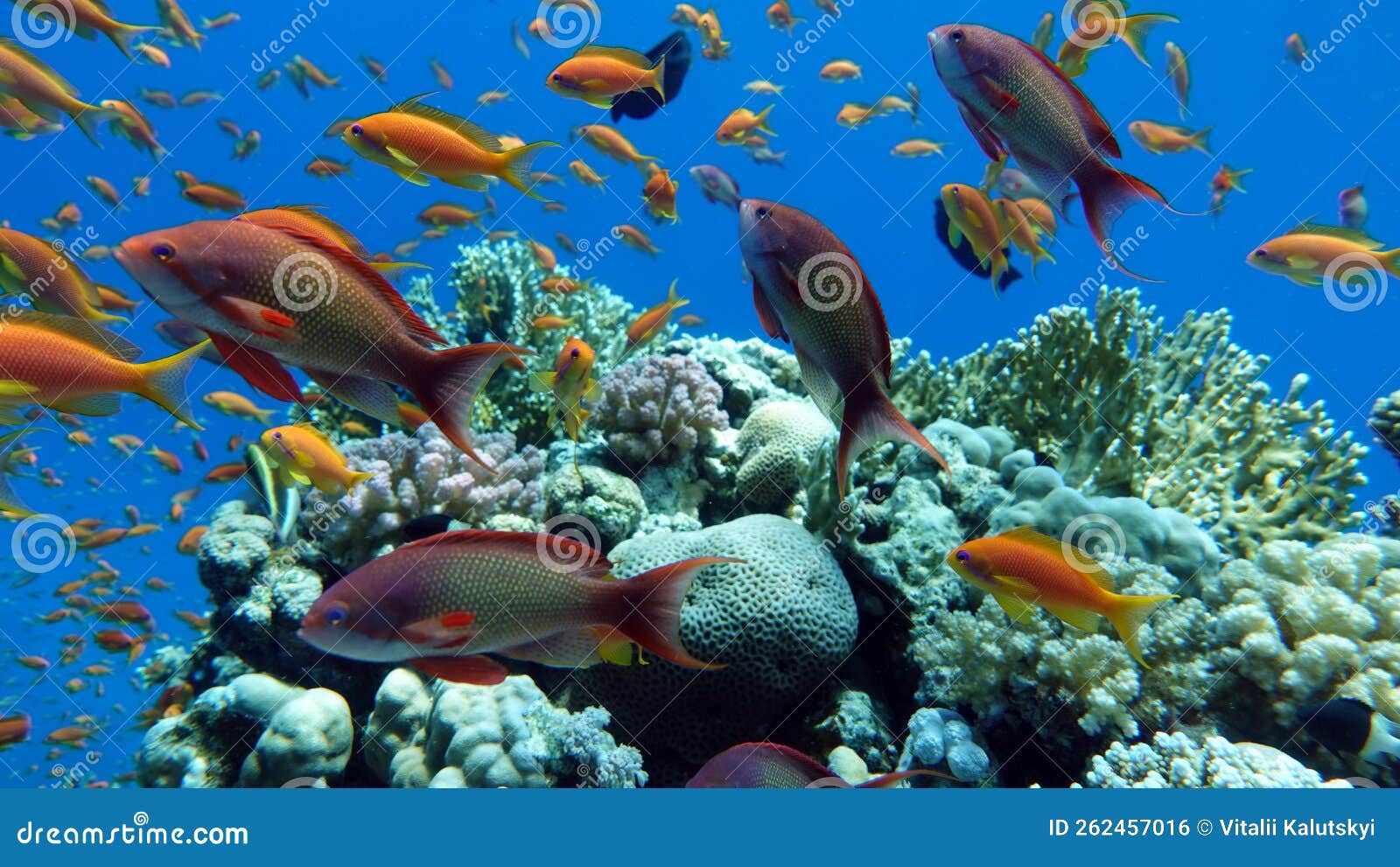 Fish - Sea Goldie. the Most Common Antias in the Red Sea. Divers See ...