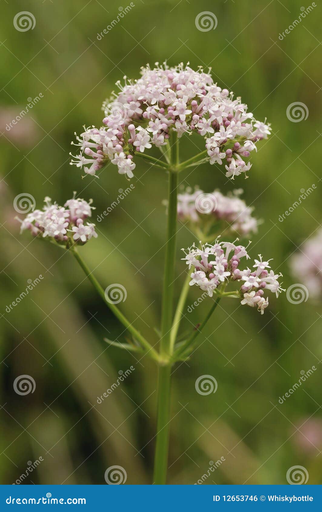 common valerian - valeriana officinalis