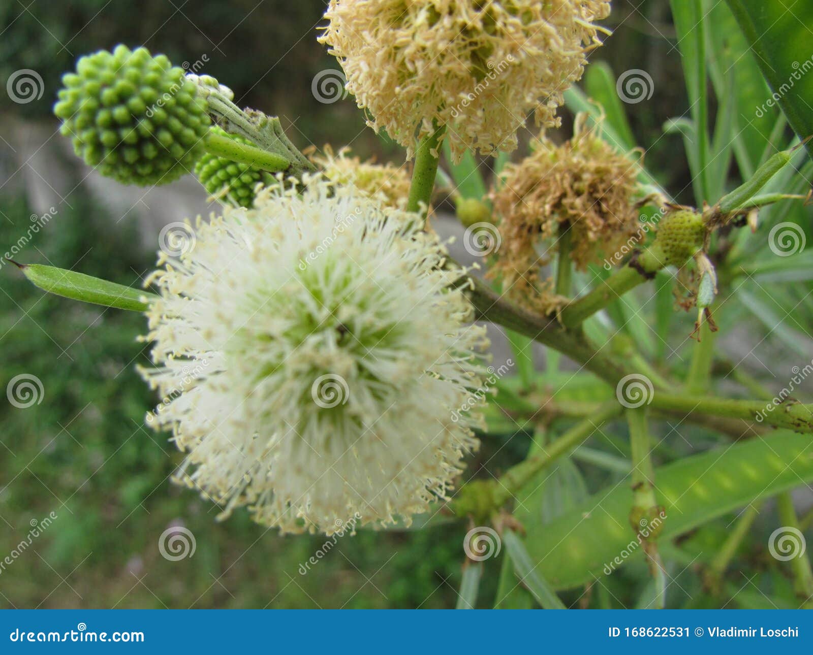 Common Vegetation of Brazilian Beaches . Stock Image - Image of leaves