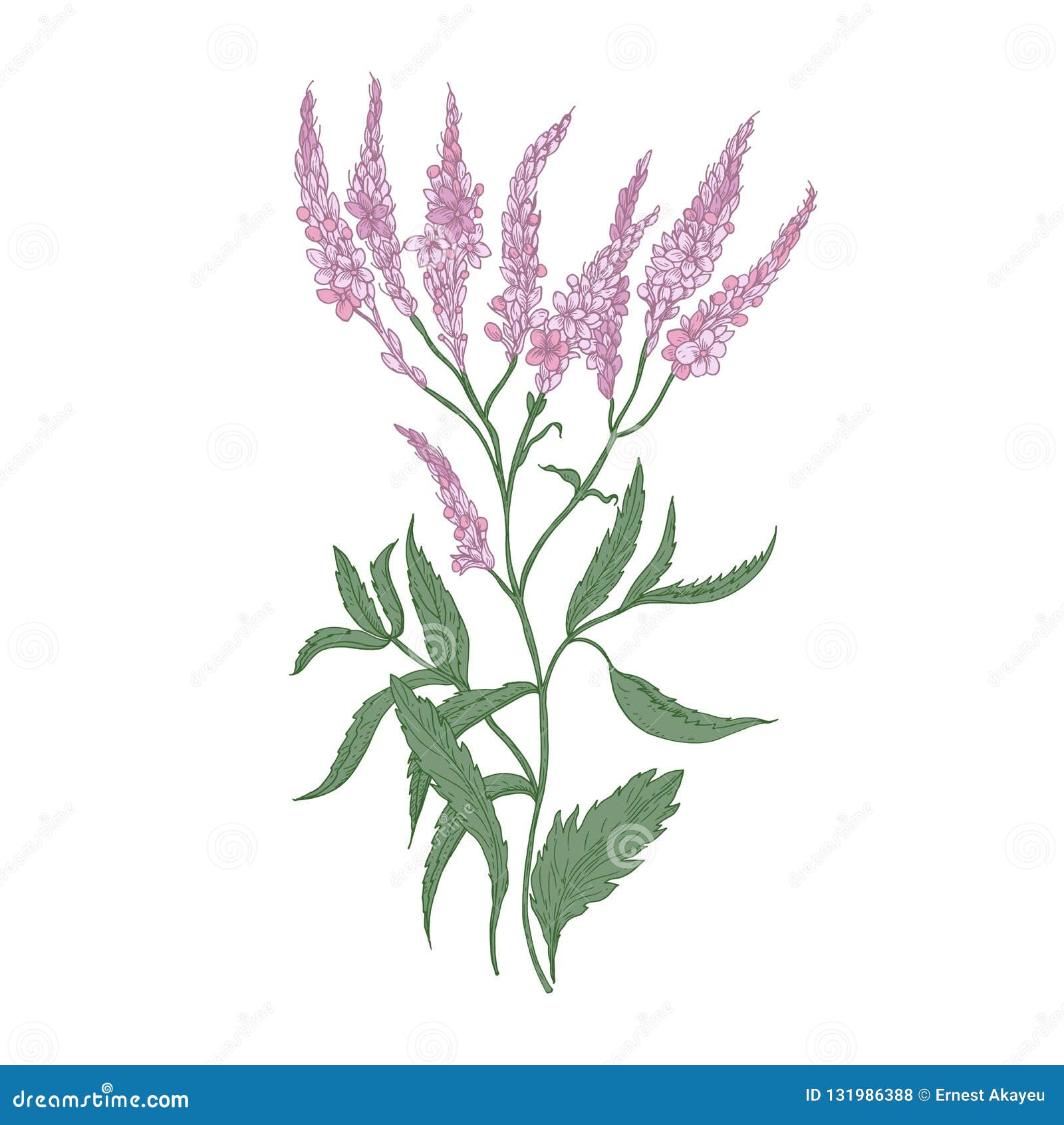 Common Verbena Flowers Isolated On White Background Detailed Drawing Of Wild Perennial Flowering Herb Used As Medicinal Stock Vector Illustration Of Herb Flower 131986388