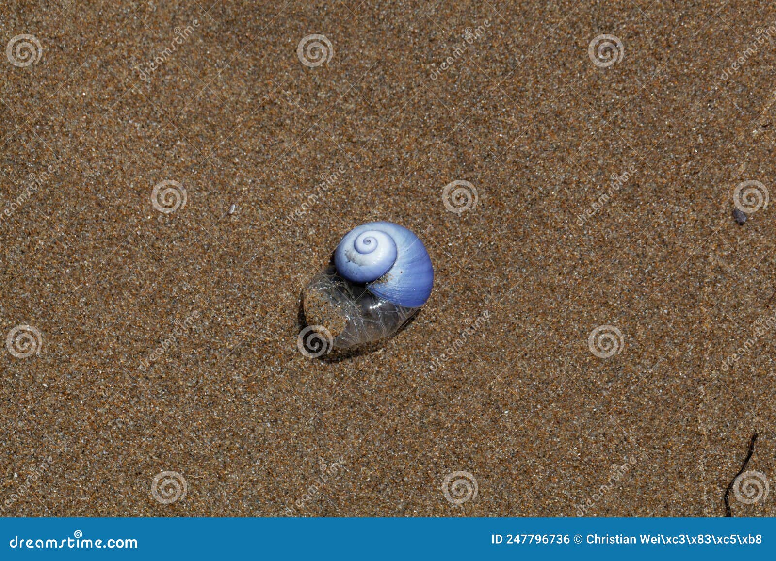 Common Violet Sea Snail, Janthina Janthina Stock Photo Image of