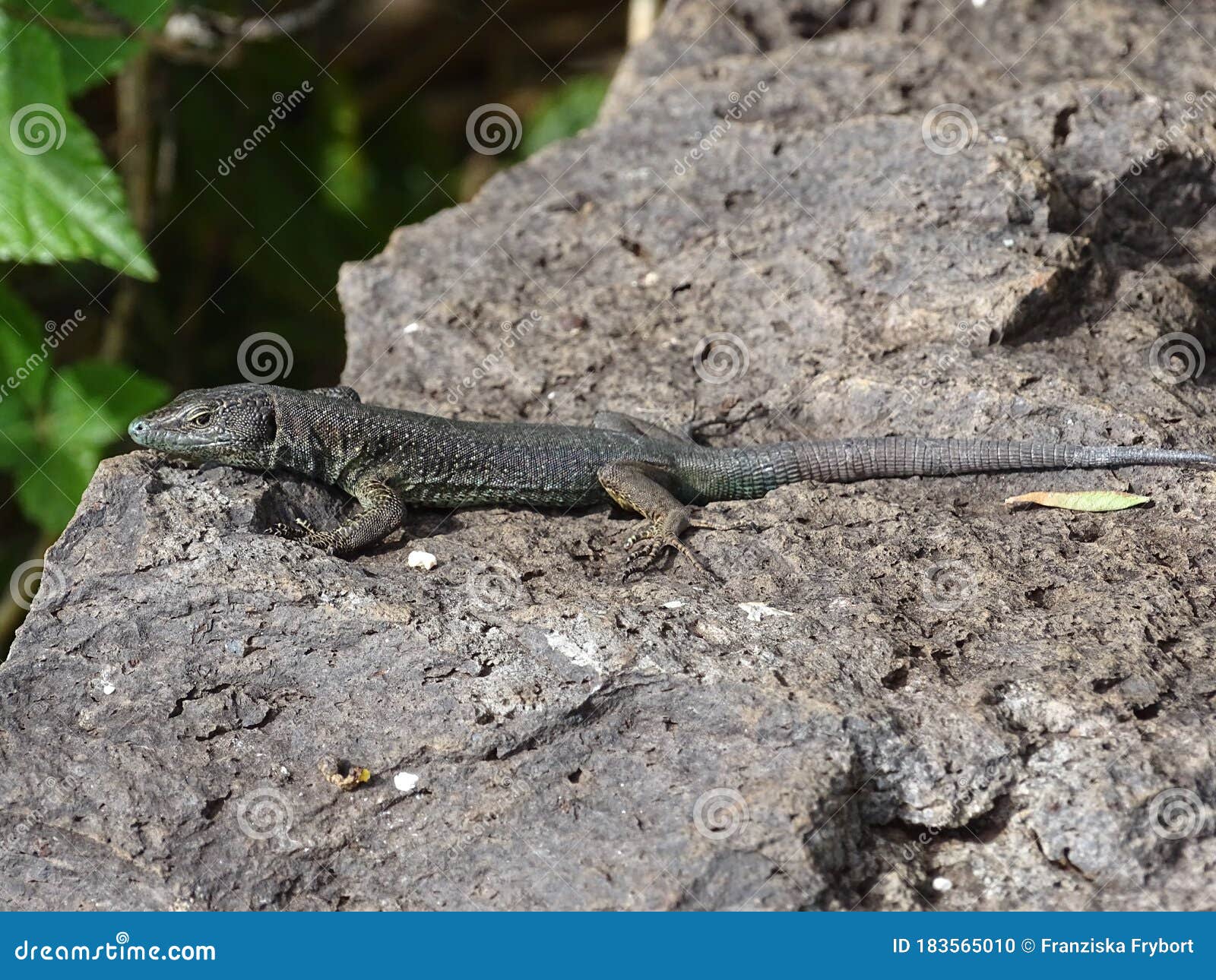 A Common Wall Lizard Catching Some Sun on a Rock Stock Photo