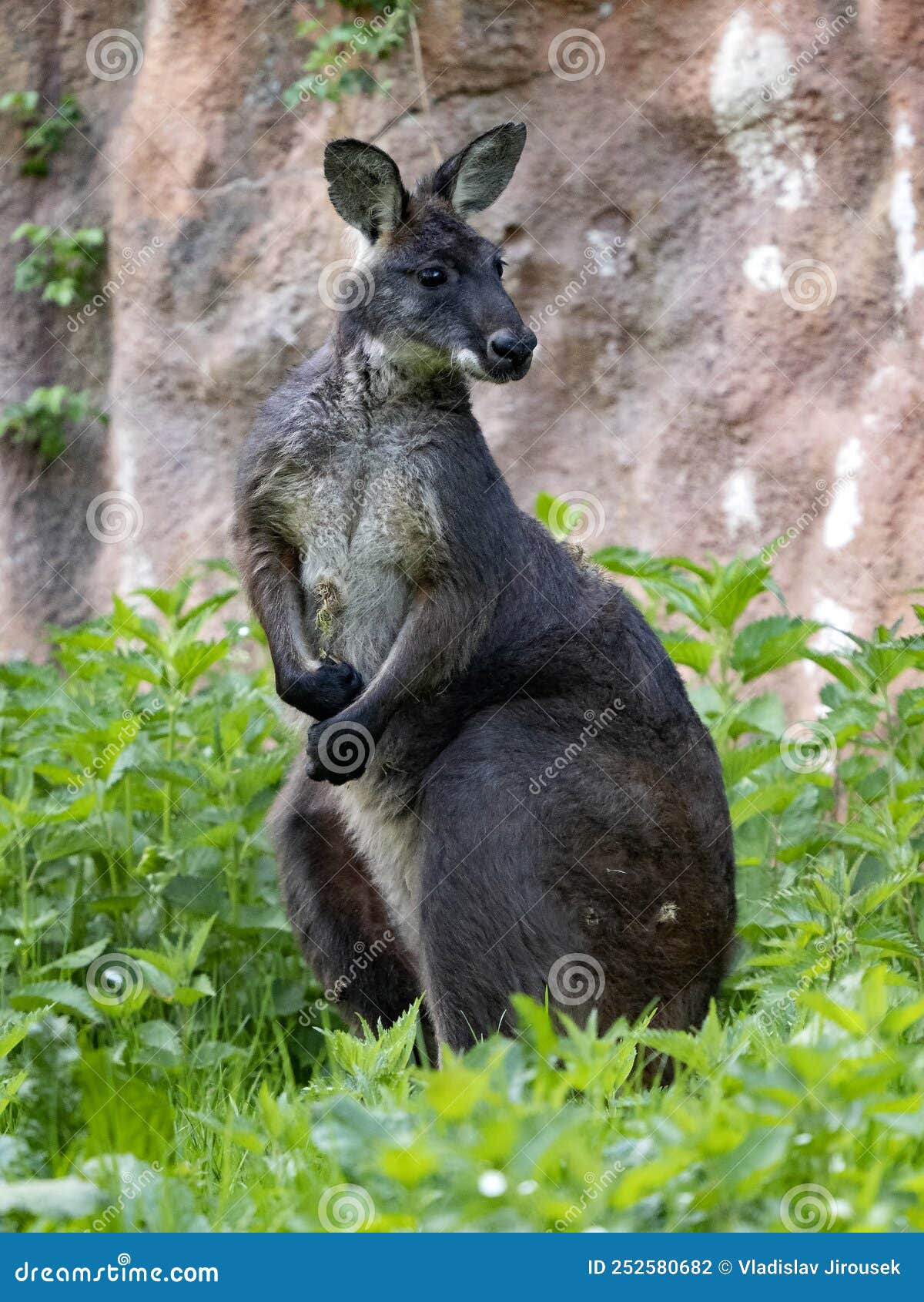 Common Wallaroo, Macropus R. Robustus, Sits and Observes the