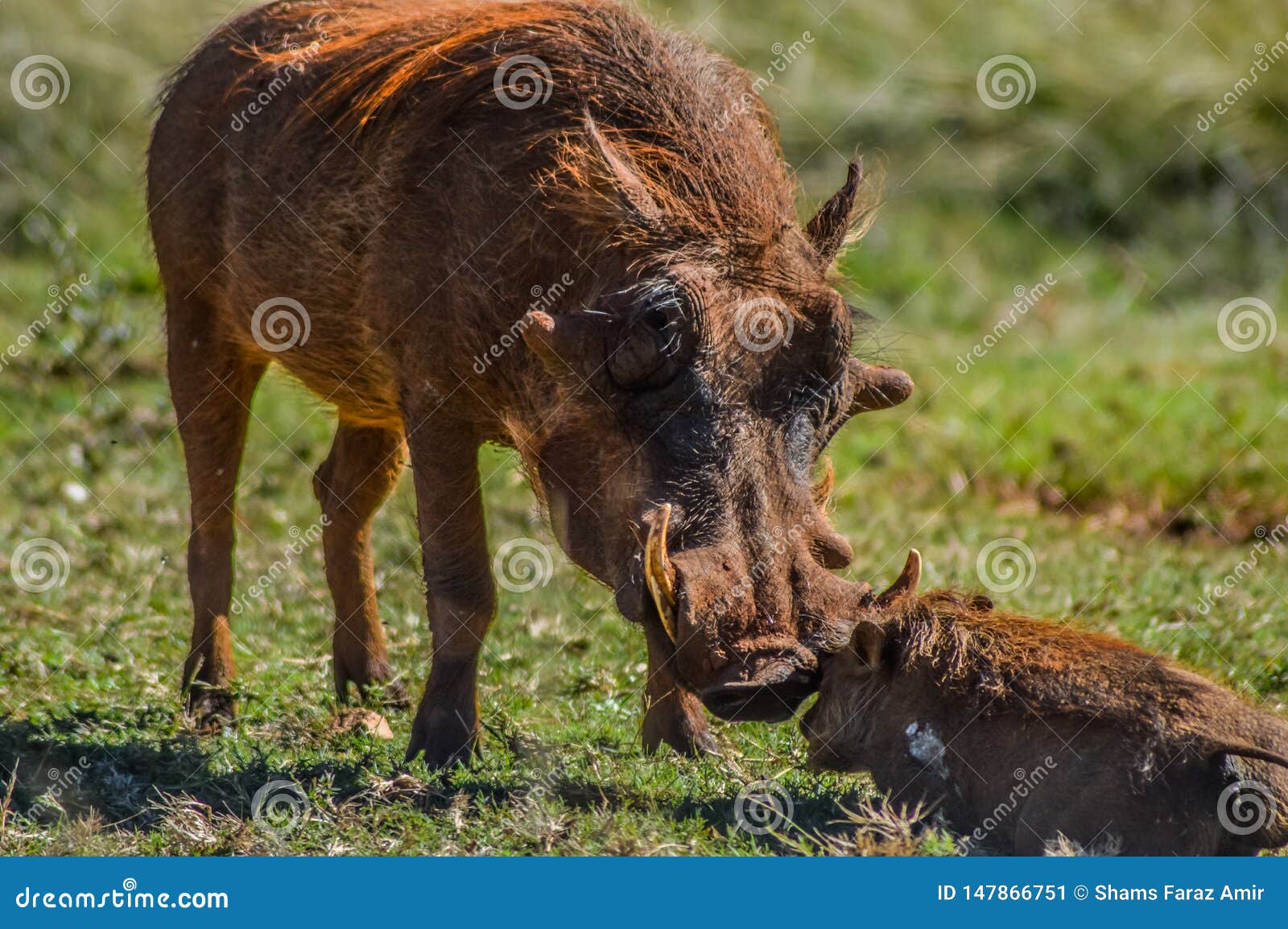 common warthog or pumba interacting and playing in a south african game reserve