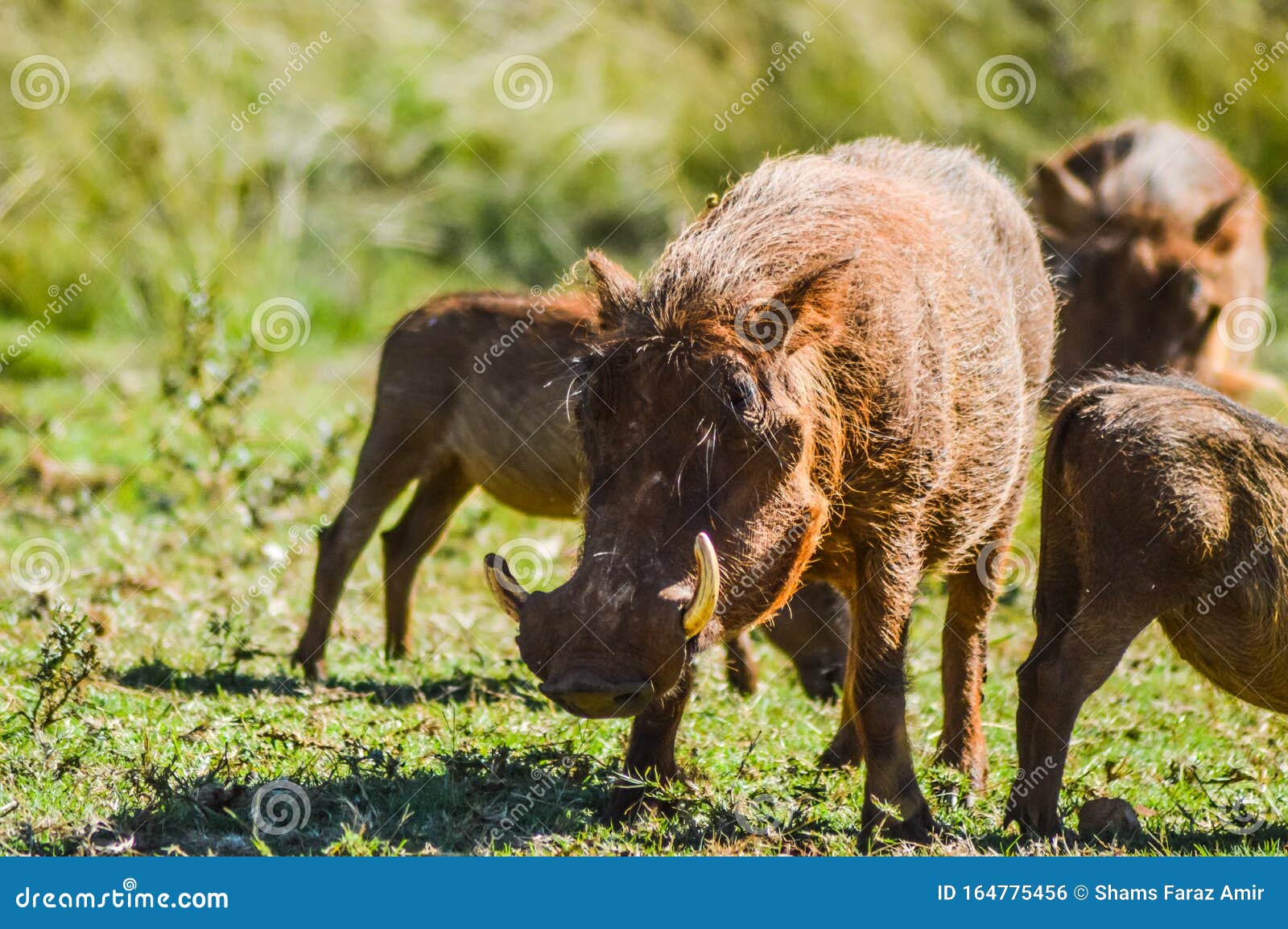 common warthog or pumba interacting and playing in a south african game reserve