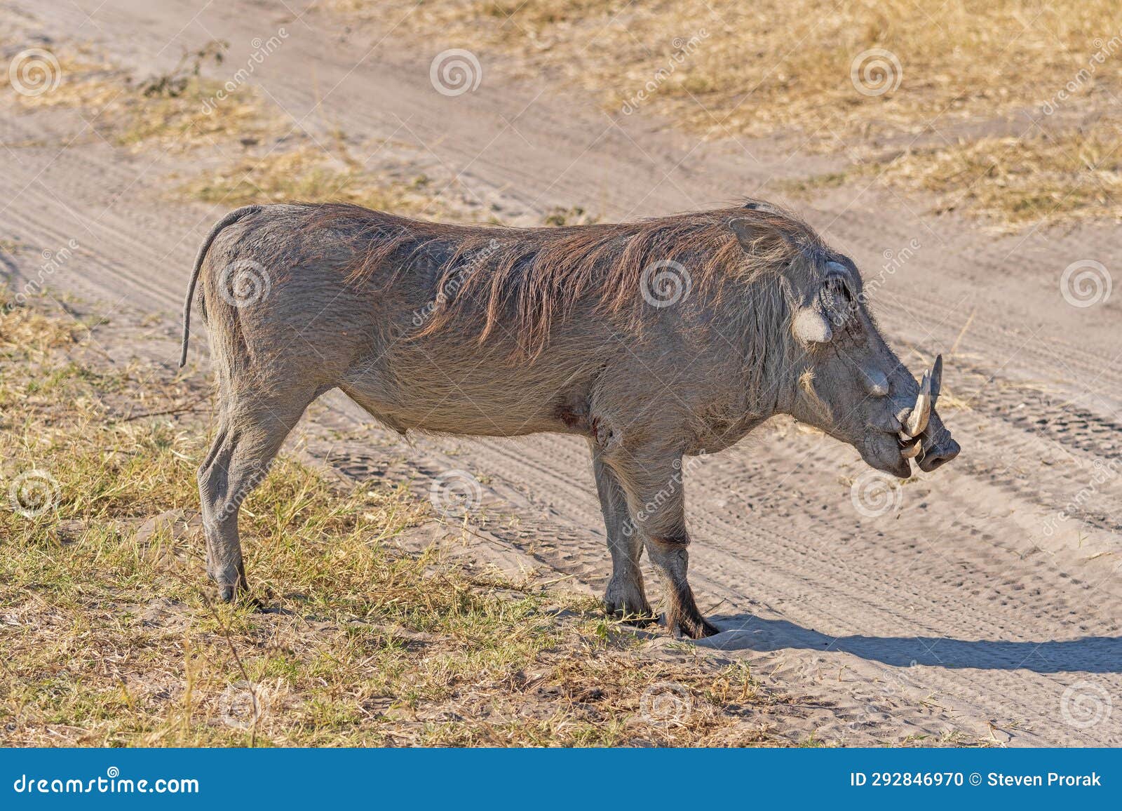 common warthog on rural african veldt