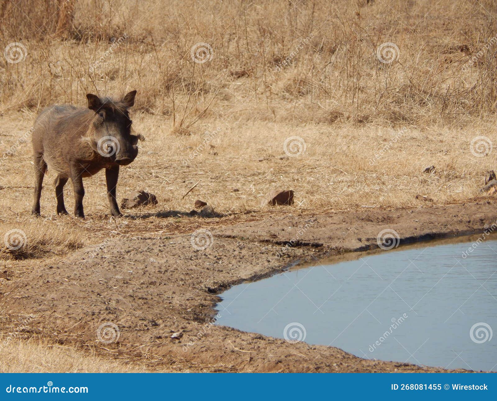 https://thumbs.dreamstime.com/z/common-warthog-standing-small-pond-common-warthog-standing-small-pond-268081455.jpg
