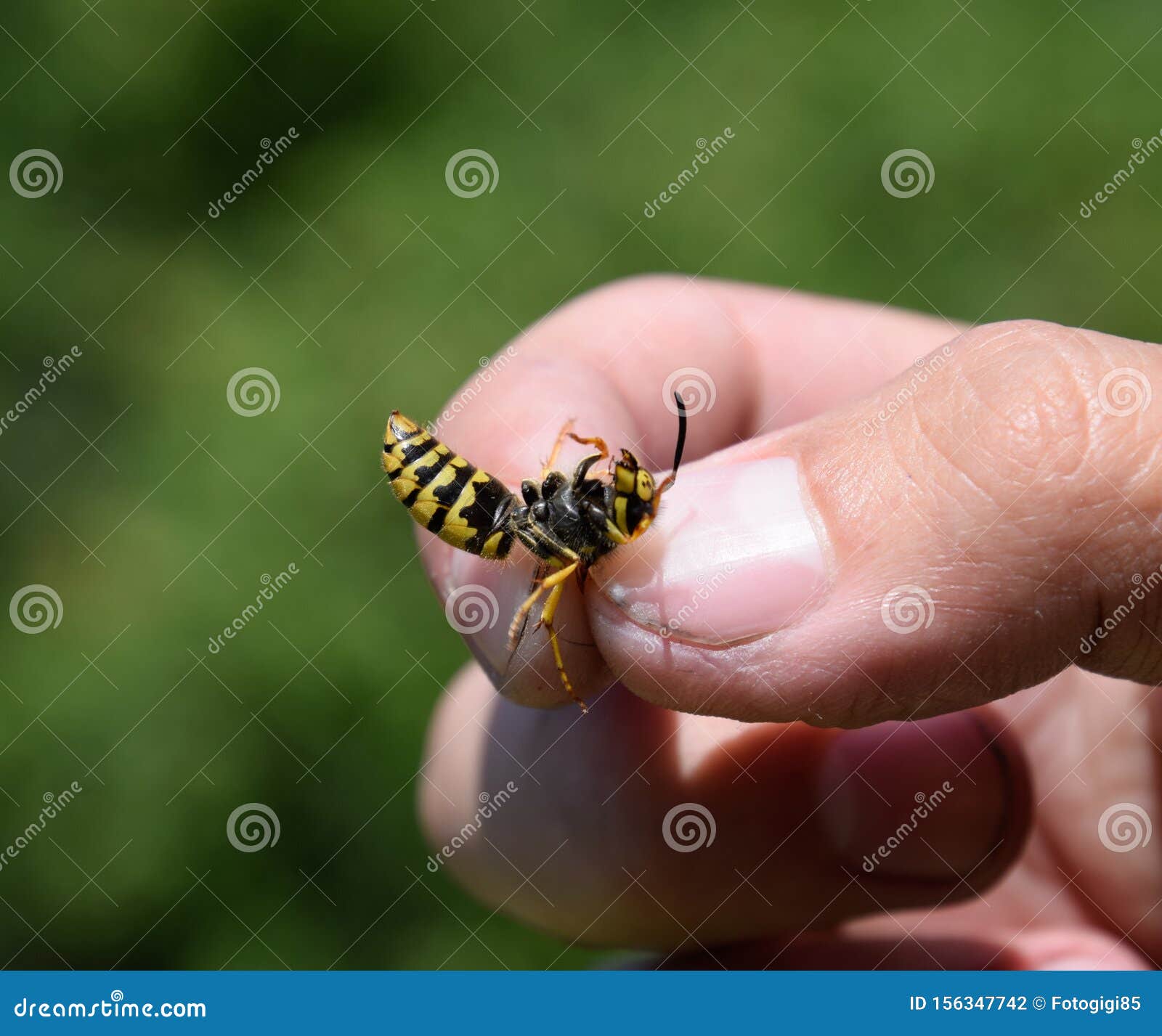 Common Wasp On Pinched Stock Photo Image Of Chambers 156347742 common-wasp-on-pinched-stock-photo-image-of-chambers-156347742