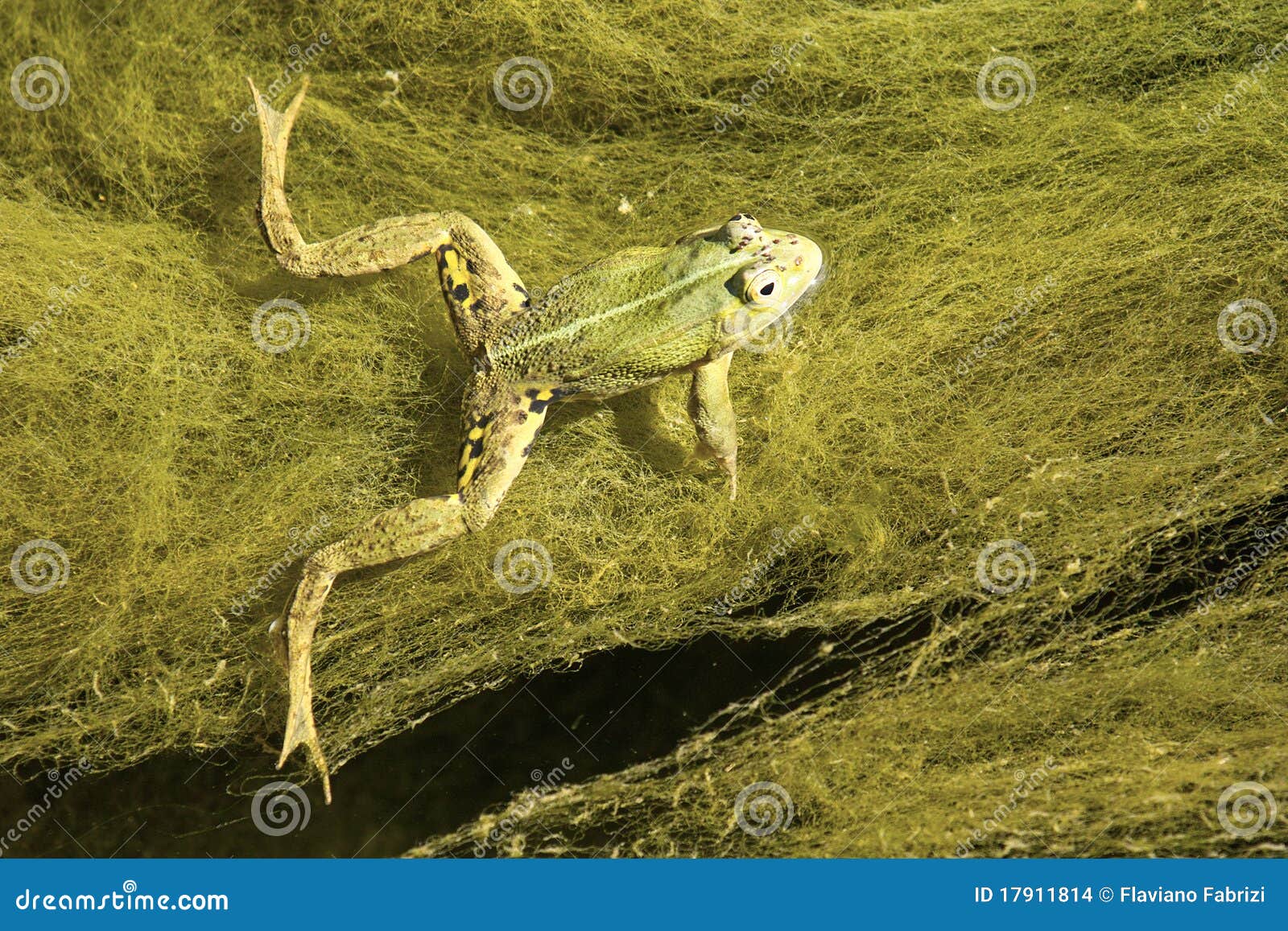 Common water frog stock photo. Image of amphibian, esculentus - 17911814