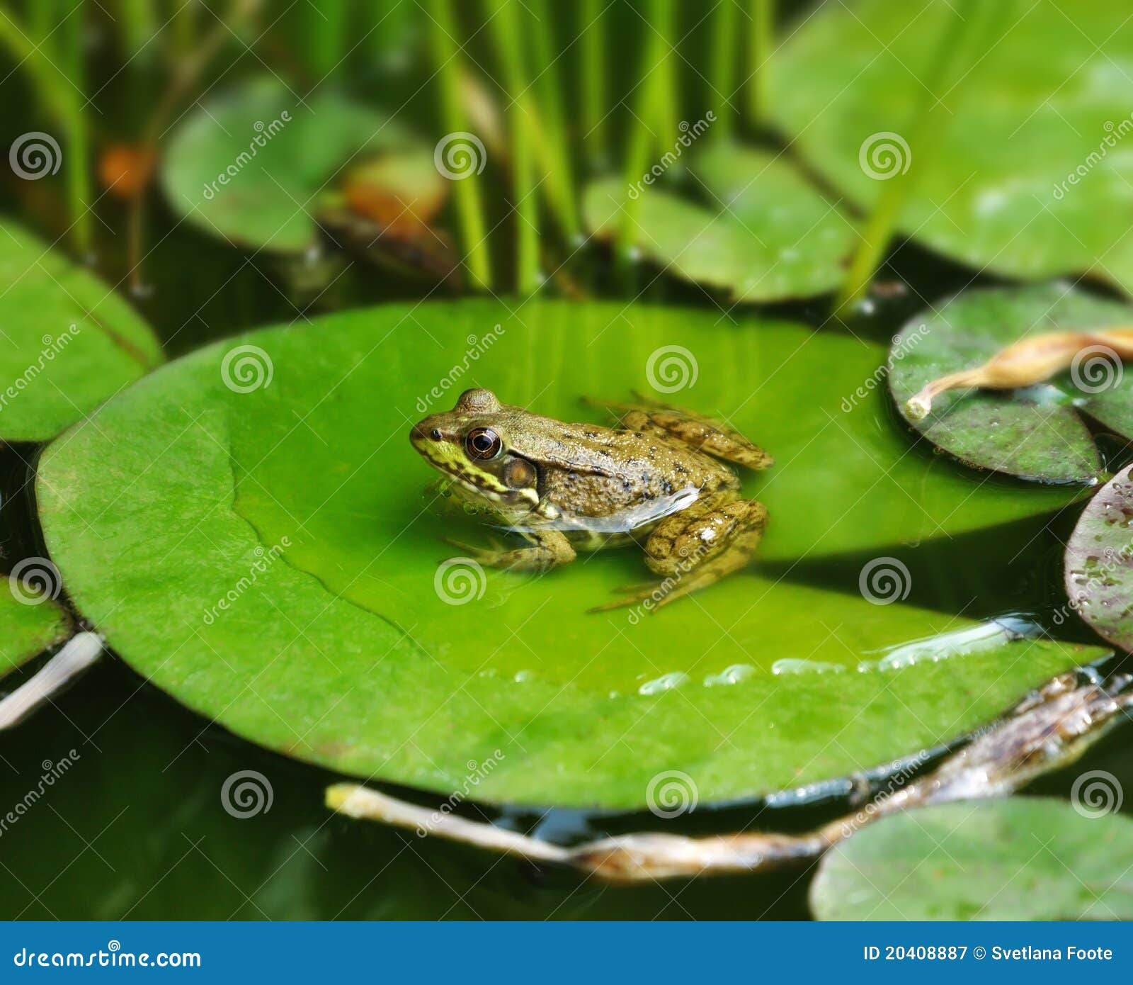 Common water frog stock image. Image of wildlife, common 20408887