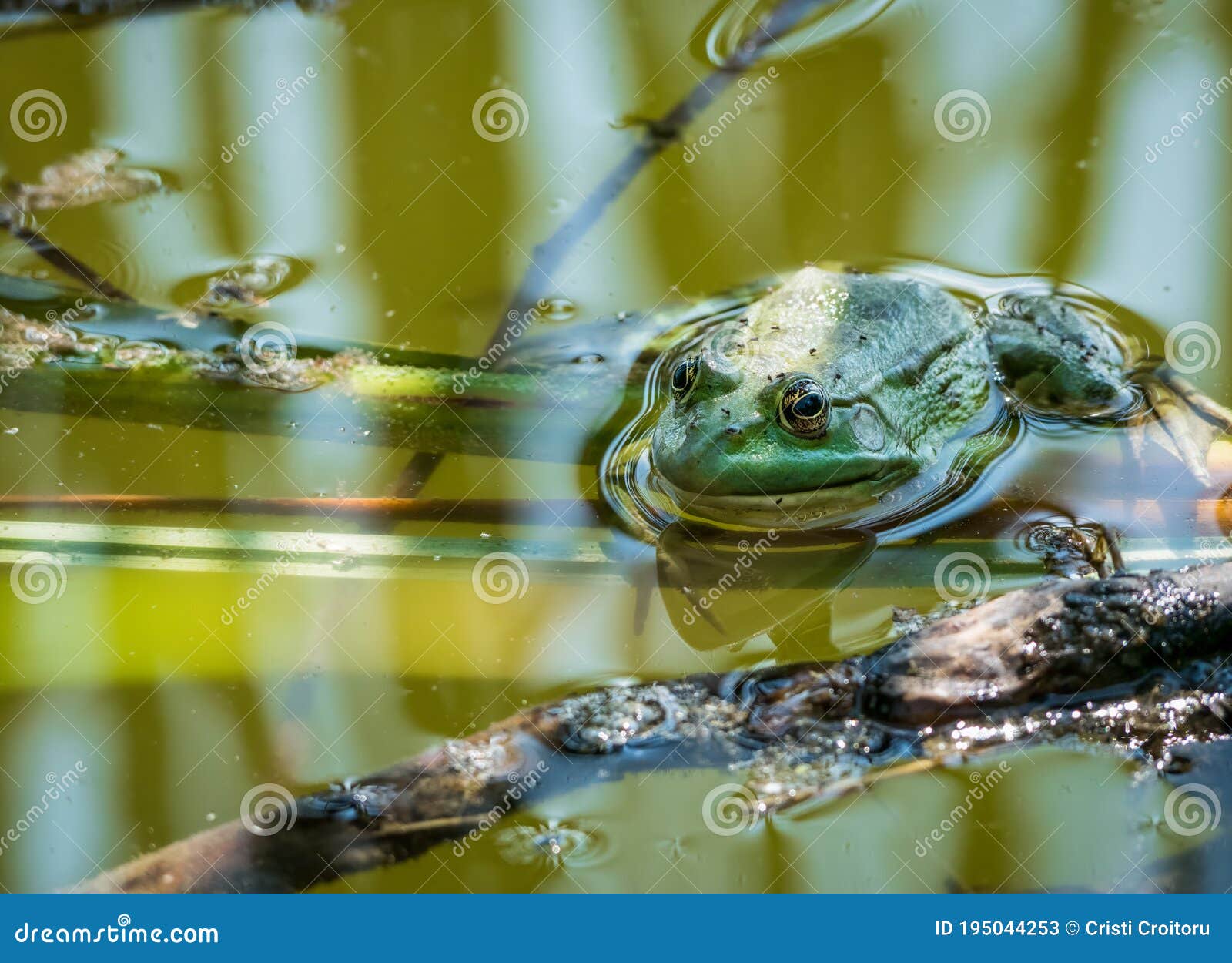A Common Water Frog or the Edible Frog Sitting in the Green Water Stock