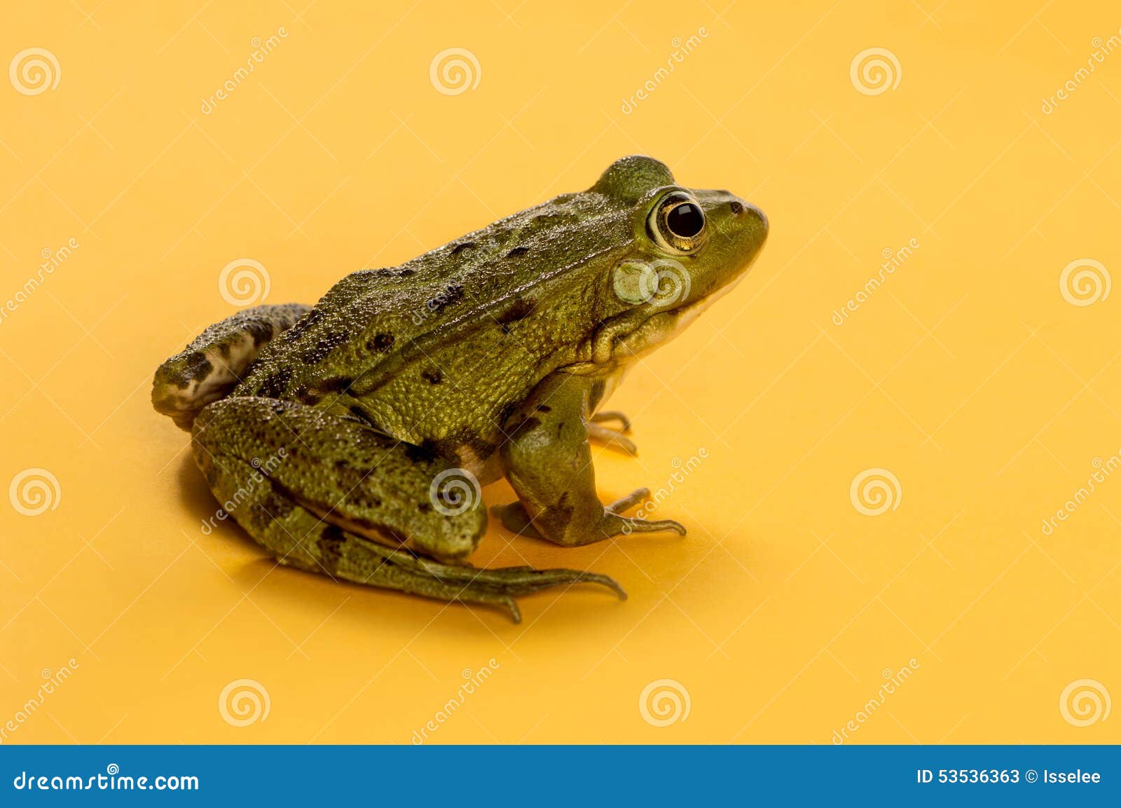 Common Water Frog in Front of an Orange Background Stock Image Image
