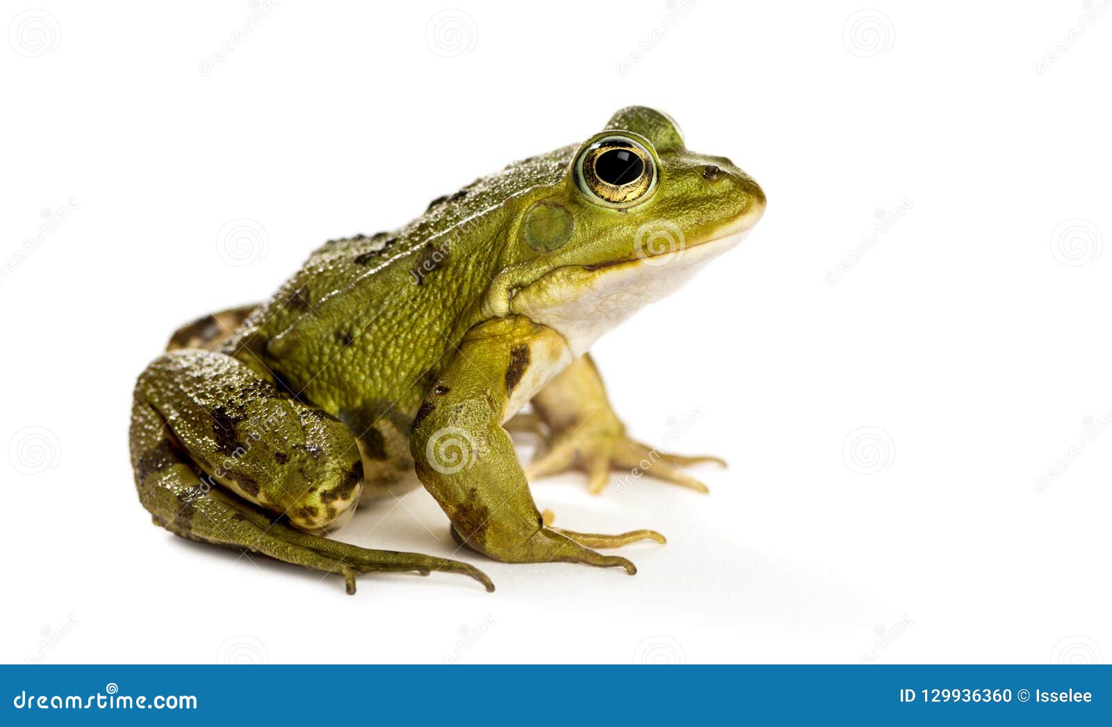 common water frog in front of a white background