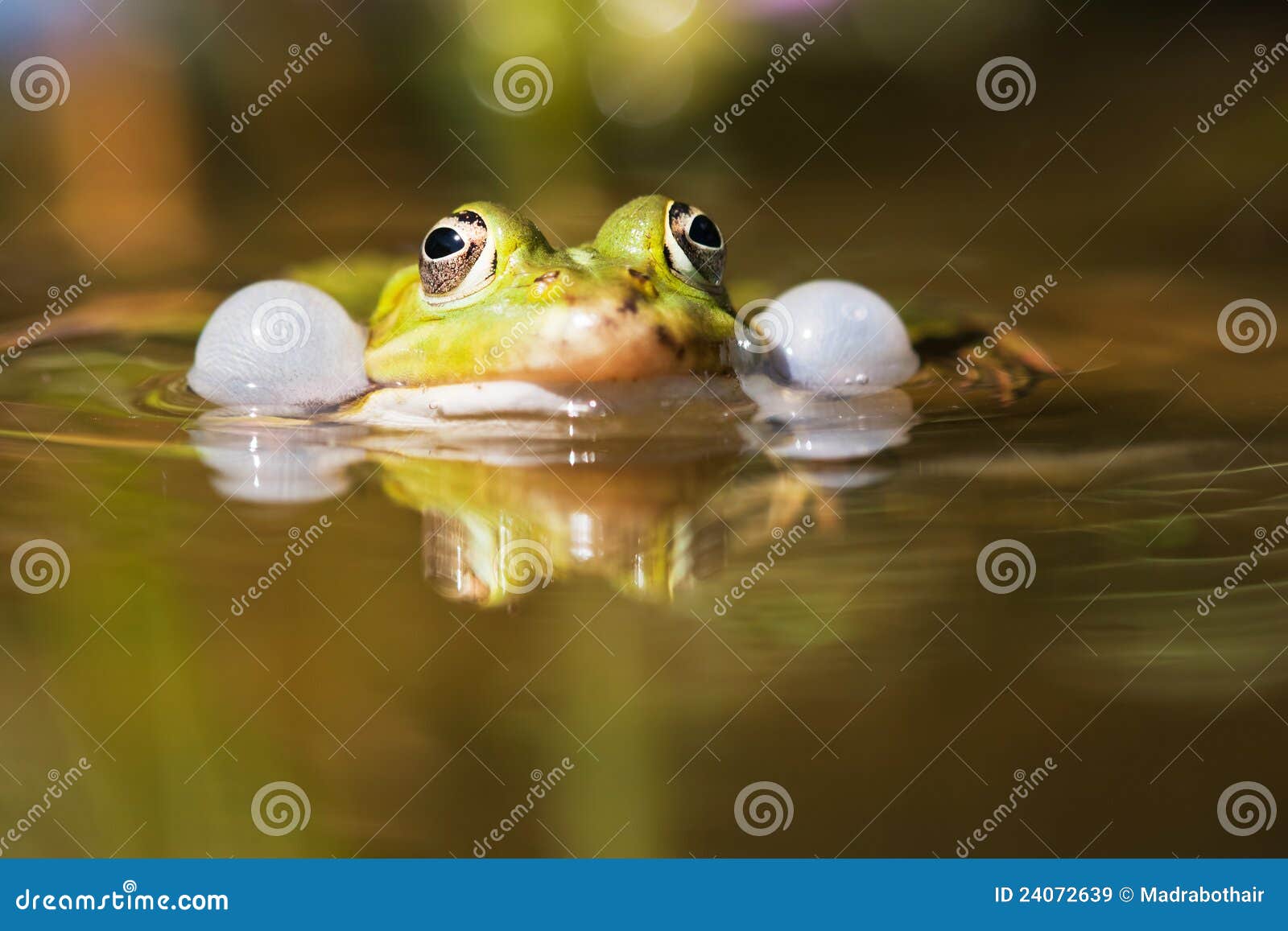 Common Water Frog with Soundbubbles Stock Image Image of eyes