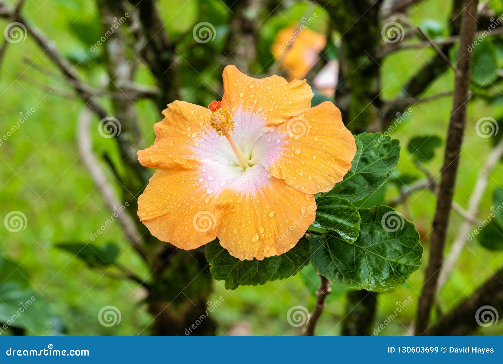 Common Water Hyachinth Flower Eichhornia Crassipes In Botanical