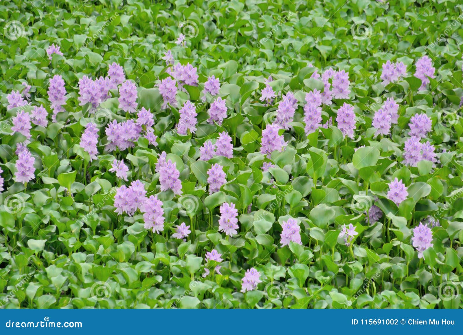 Common Water Hyacinth stock photo. Image of river, harmful 115691002