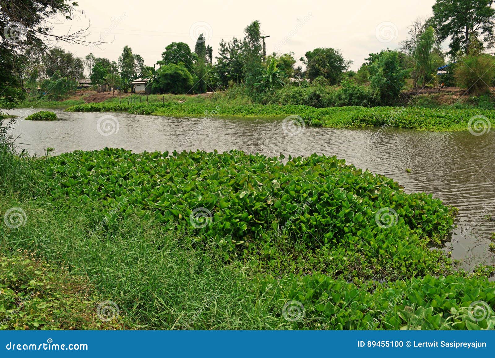 Common Water Hyacinth,the Invasive Weed Amazon Basin Stock Photo ...
